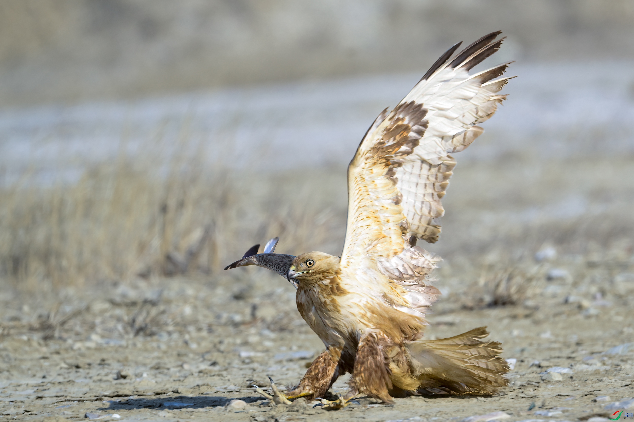 _DSC7078x.jpg