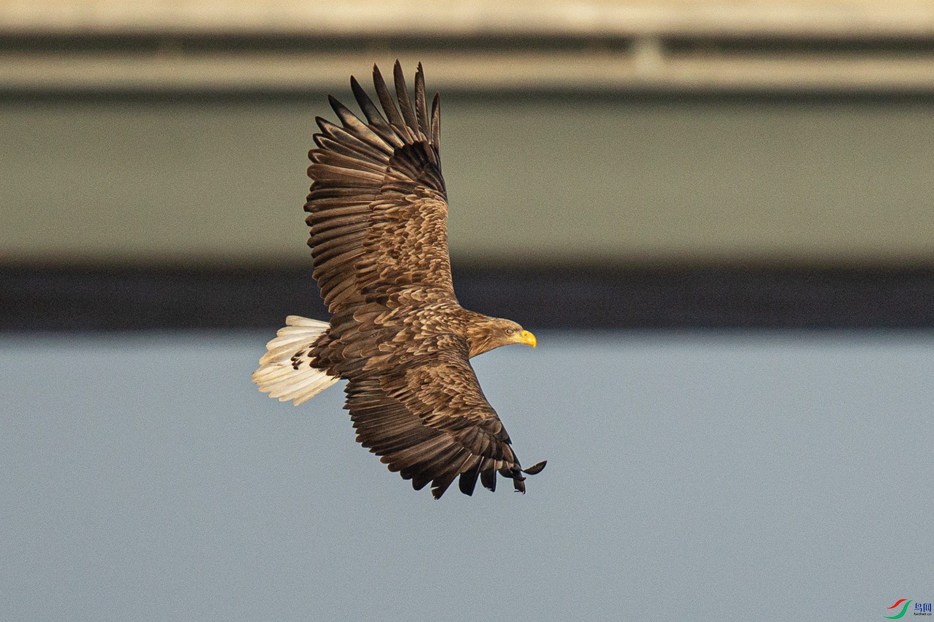 _MG_2017 ����.jpg