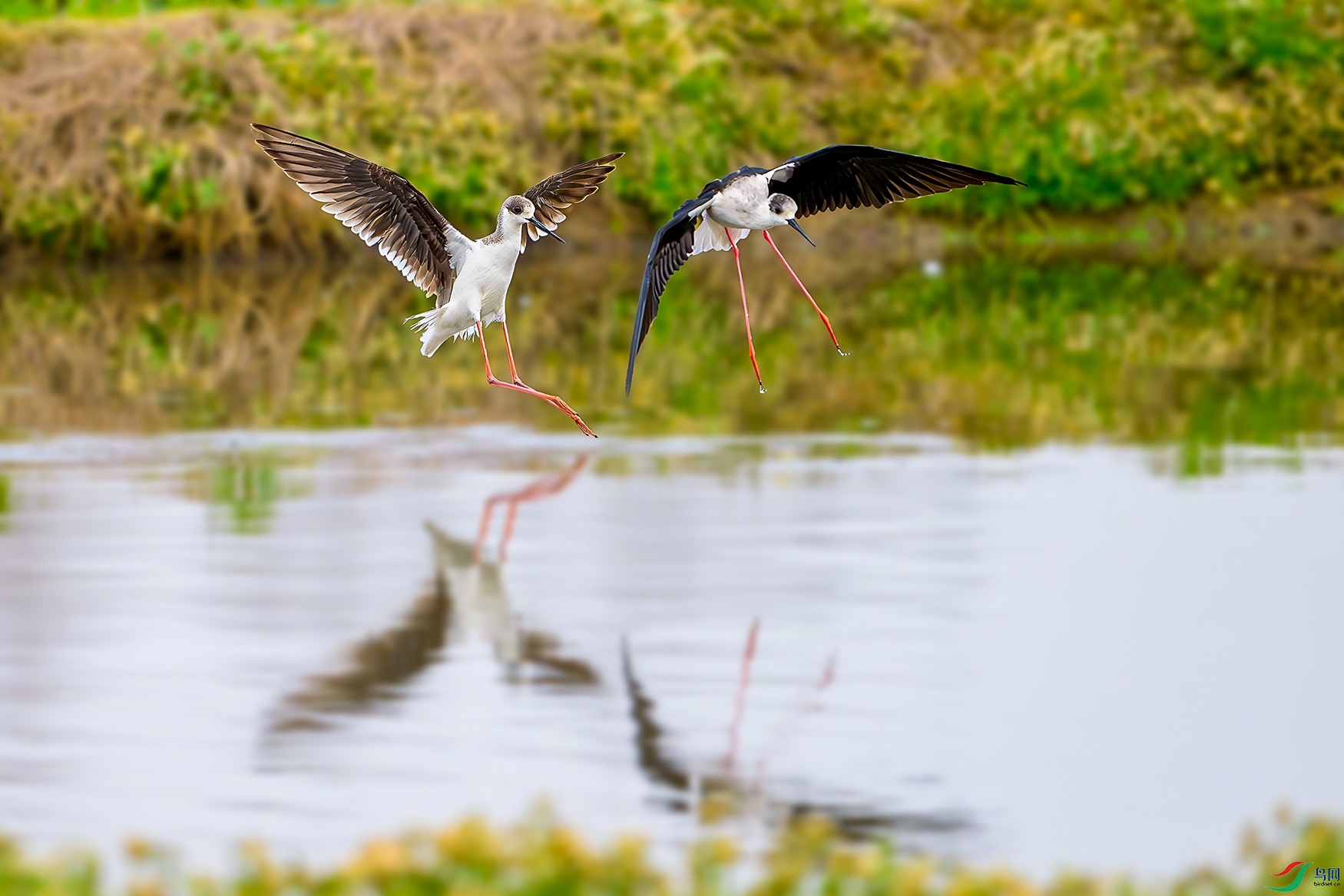 DSC_2373b.jpg