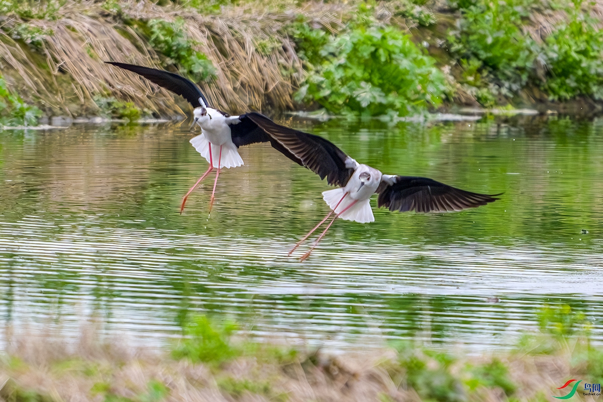DSC_1962b.jpg