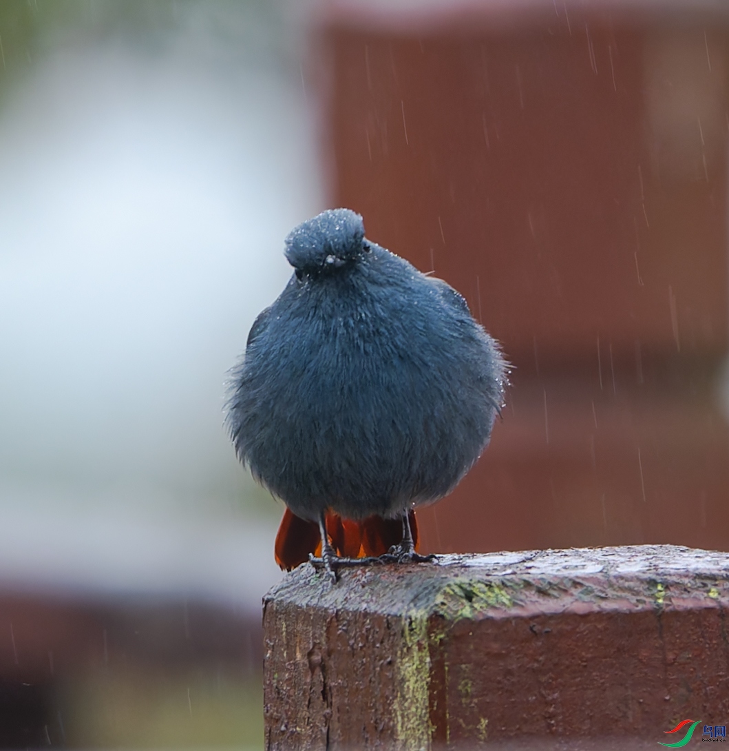 DSC_4505-DxO_DeepPRIME XD2s.jpg