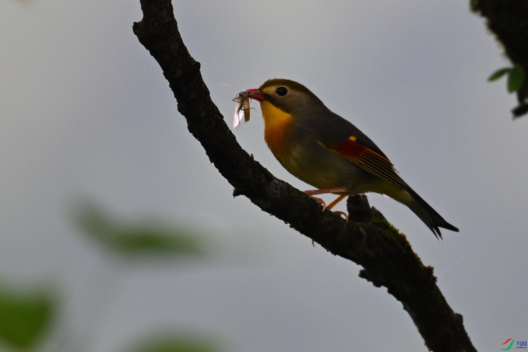 DSC_2869.JPG