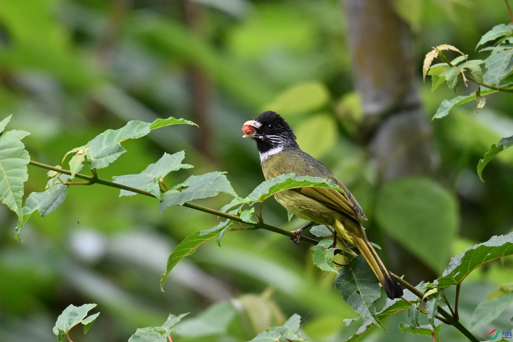 DSC_2899.JPG