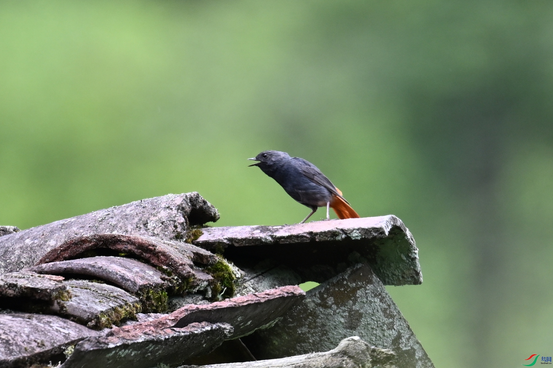 DSC_2909.JPG
