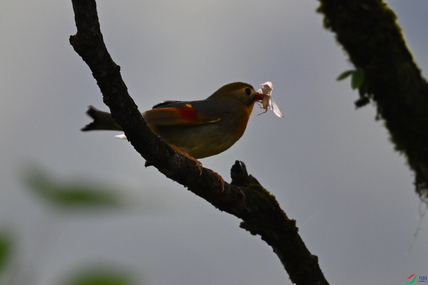 DSC_2878.JPG