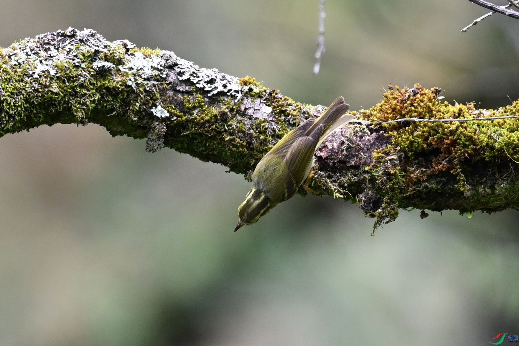 DSC_2977.JPG