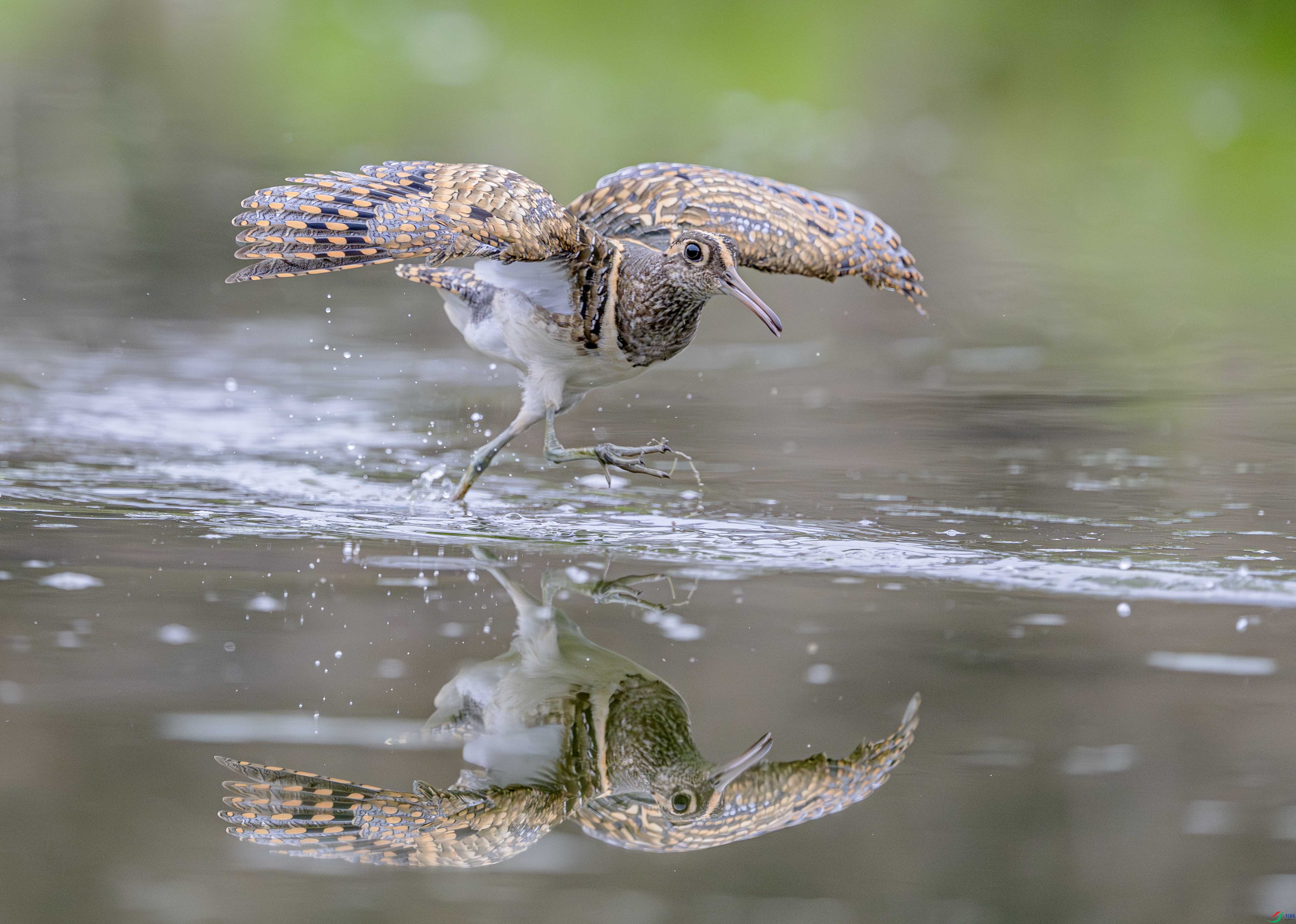 DSC_6629 ����.jpg