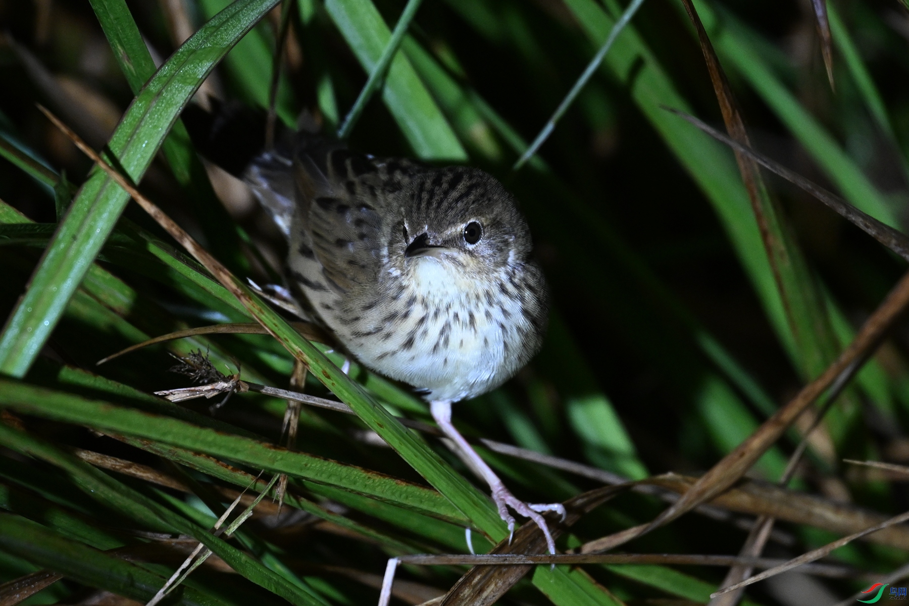 DSC_6936.JPG