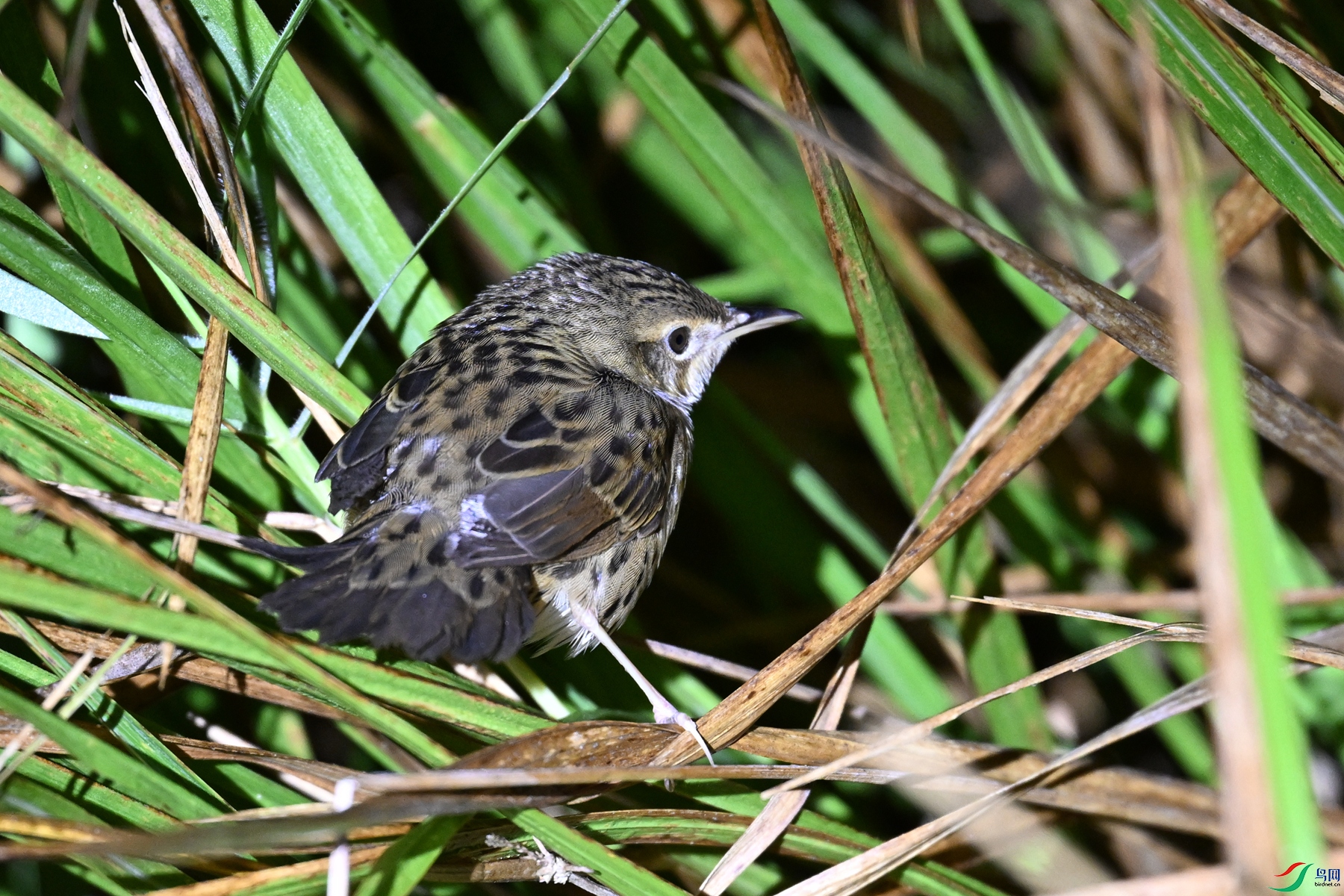 DSC_6901.JPG