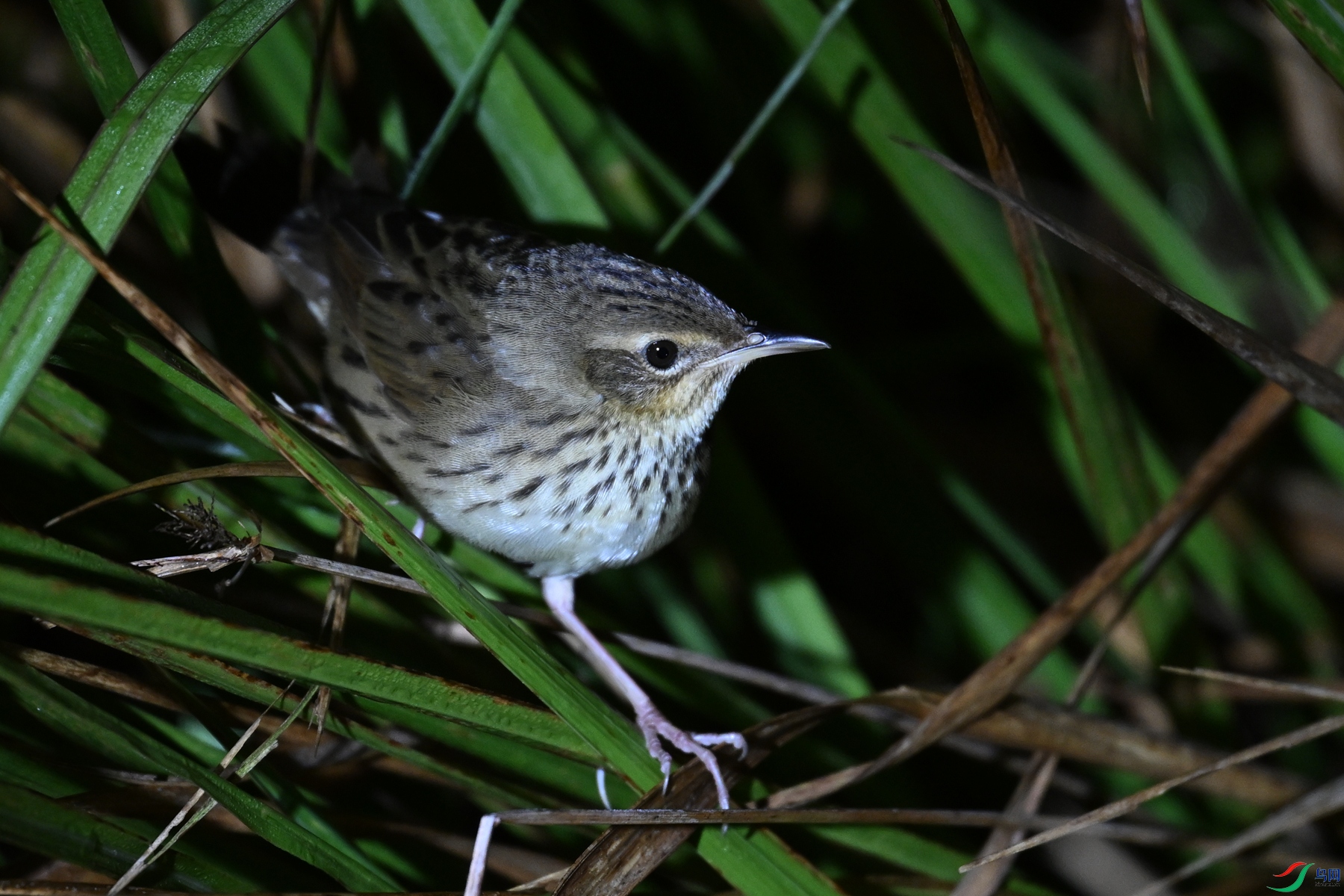 DSC_6942.JPG