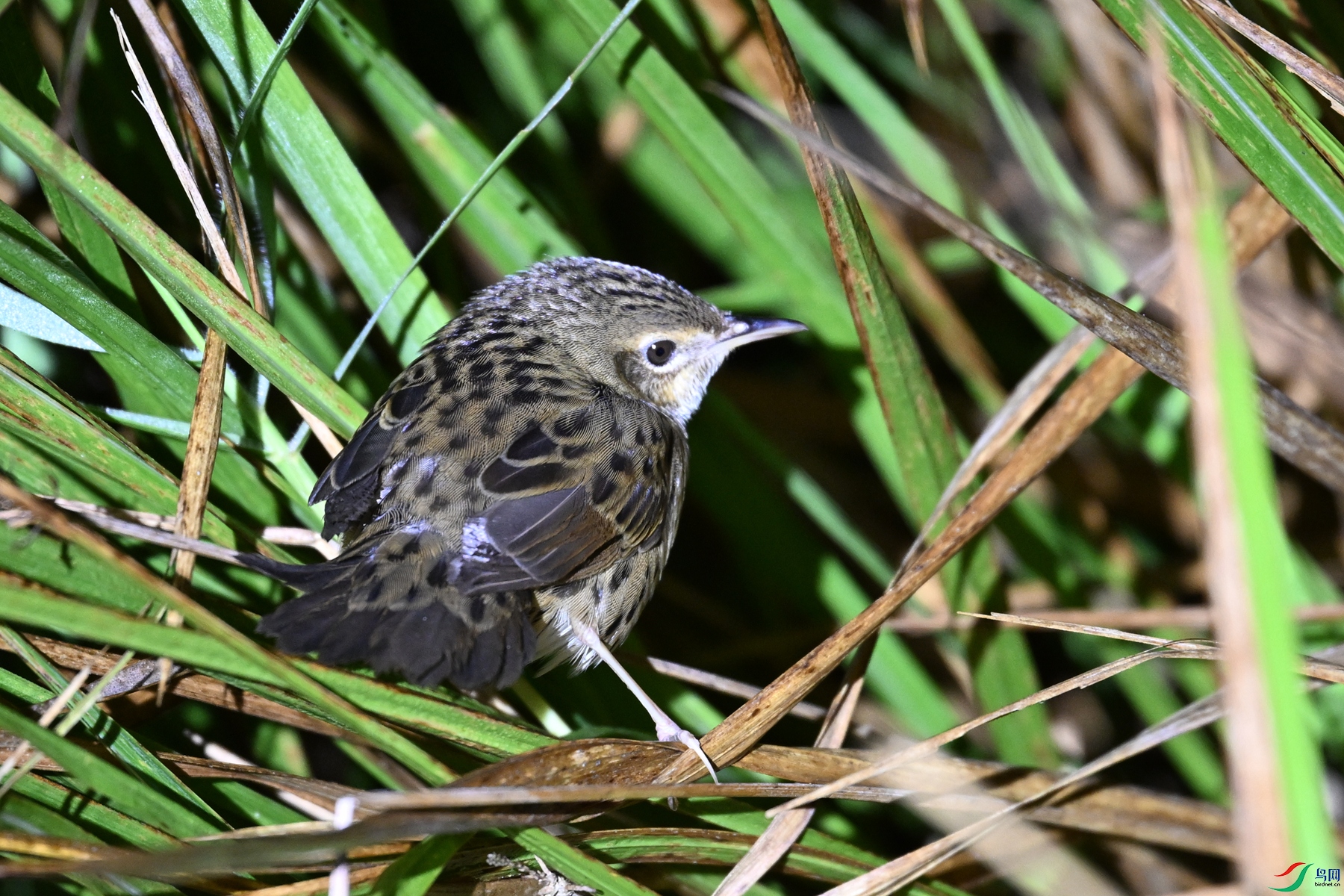 DSC_6904.JPG