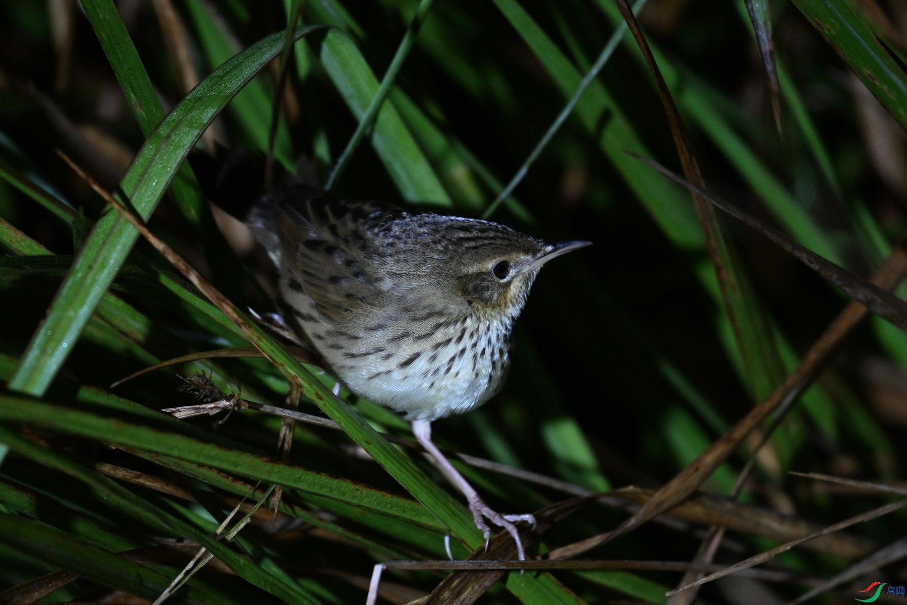 DSC_6947.JPG