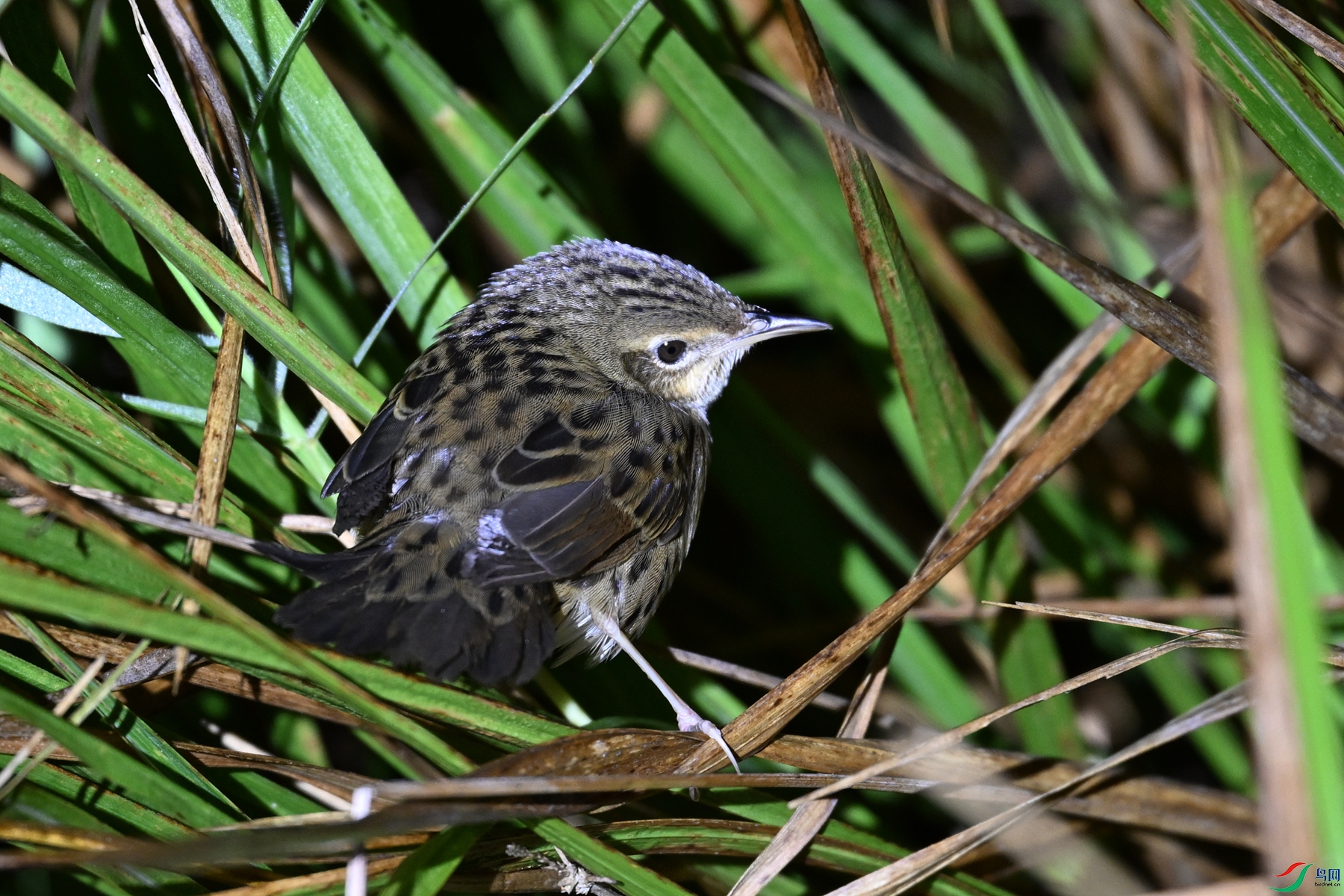 DSC_6907.JPG
