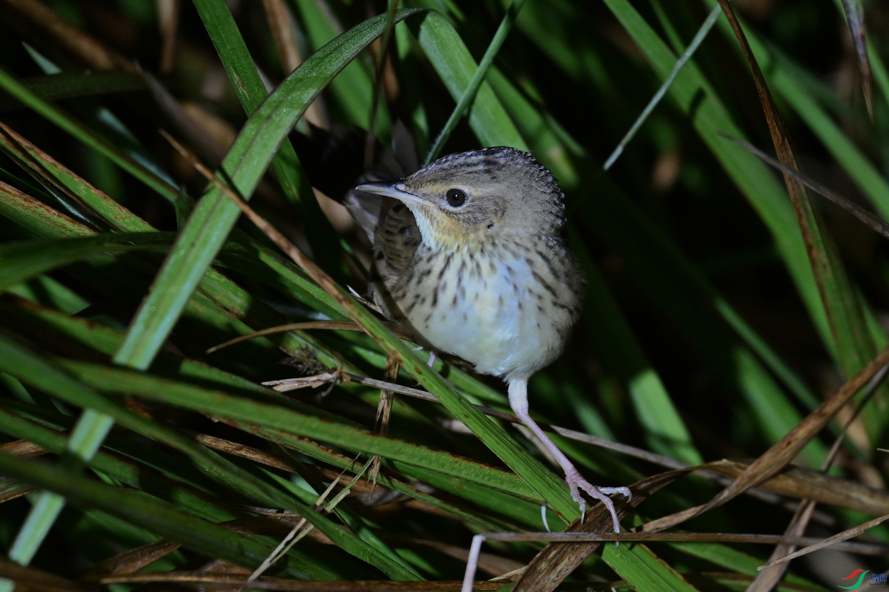 DSC_6952.JPG