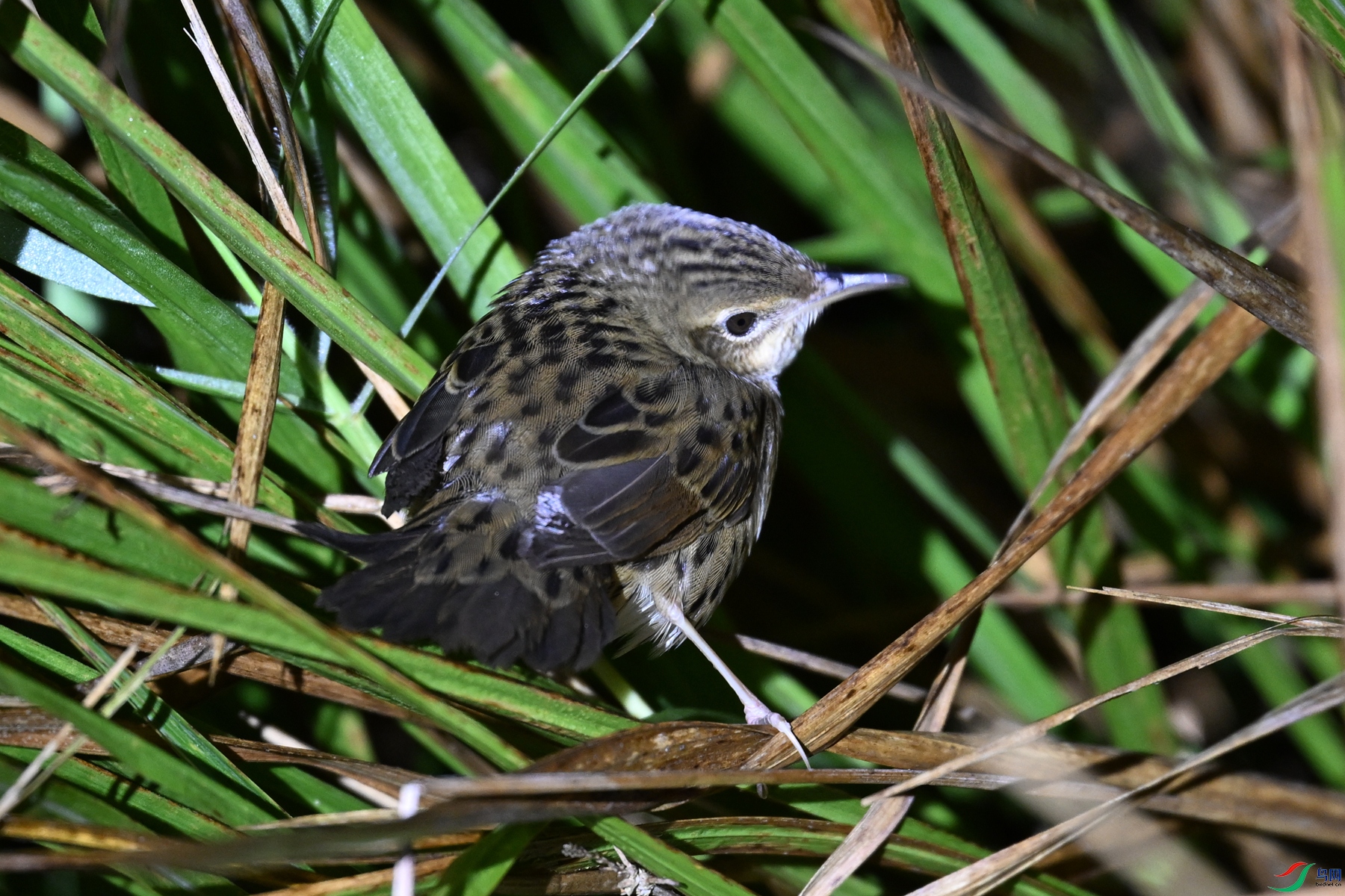 DSC_6910.JPG