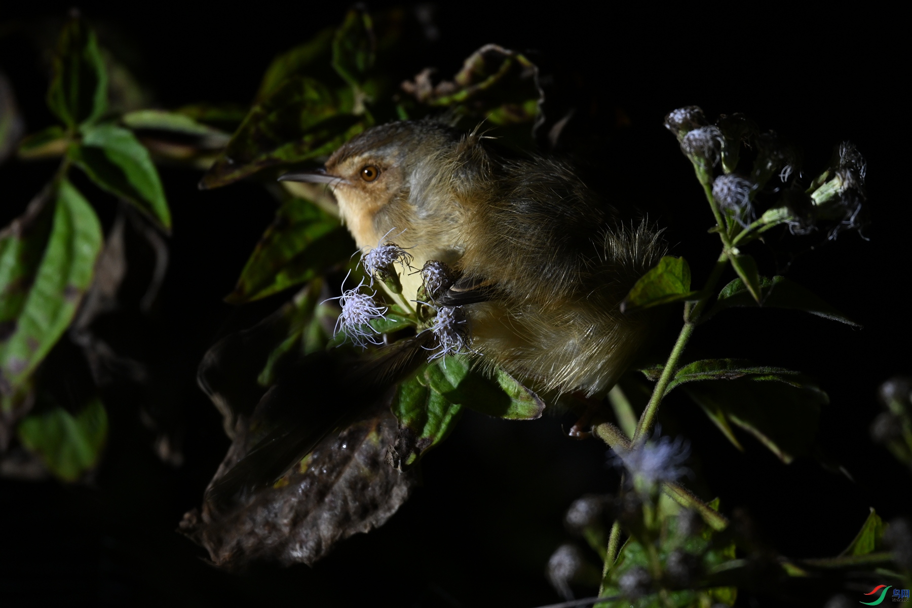 DSC_6965.JPG