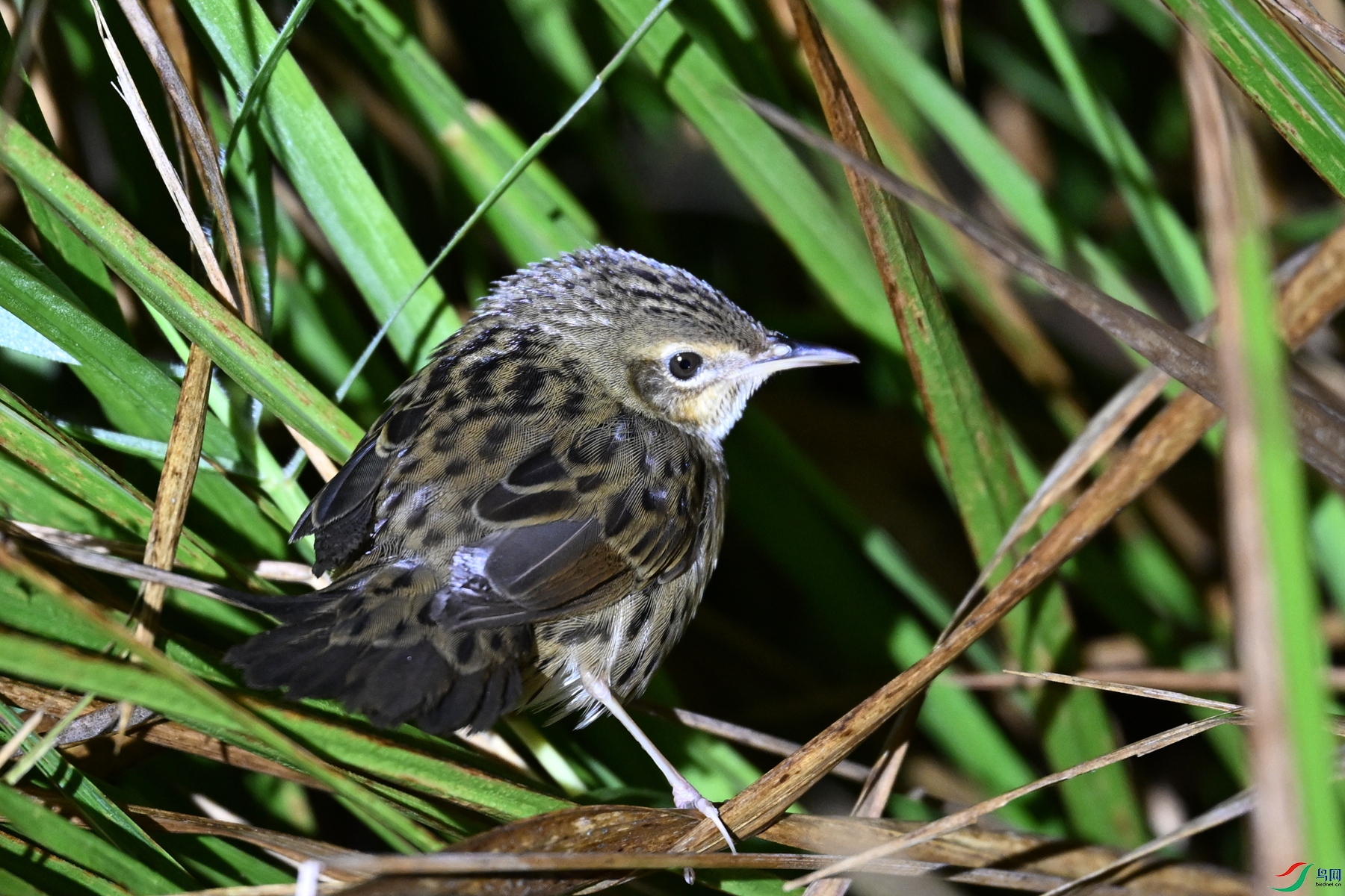 DSC_6913.JPG