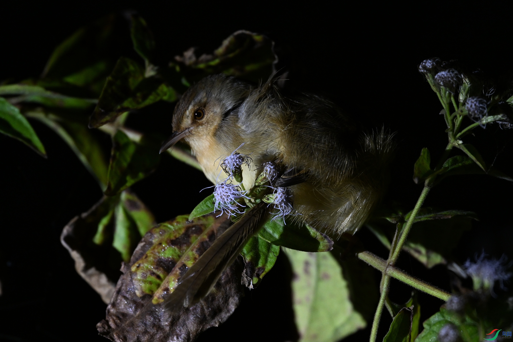 DSC_6974.JPG