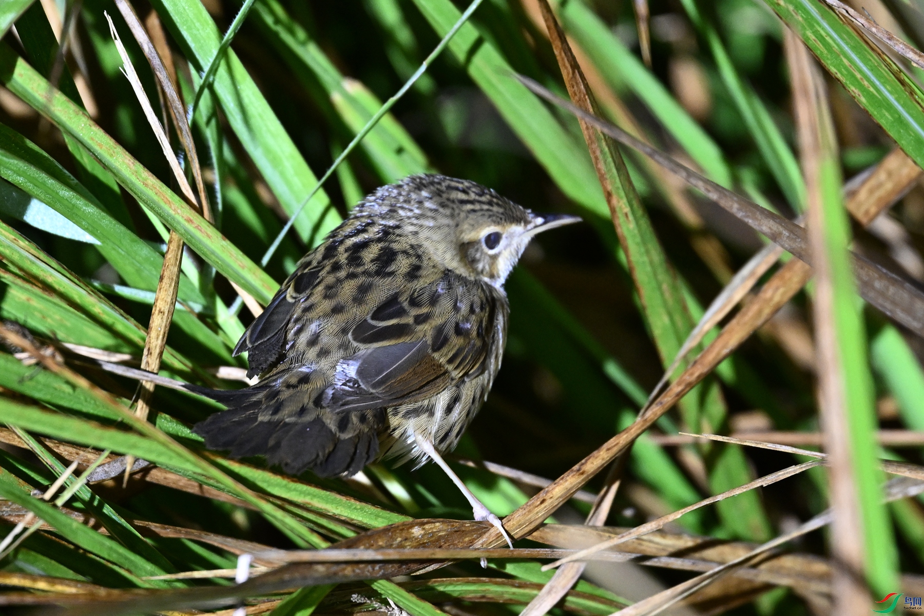 DSC_6914.JPG