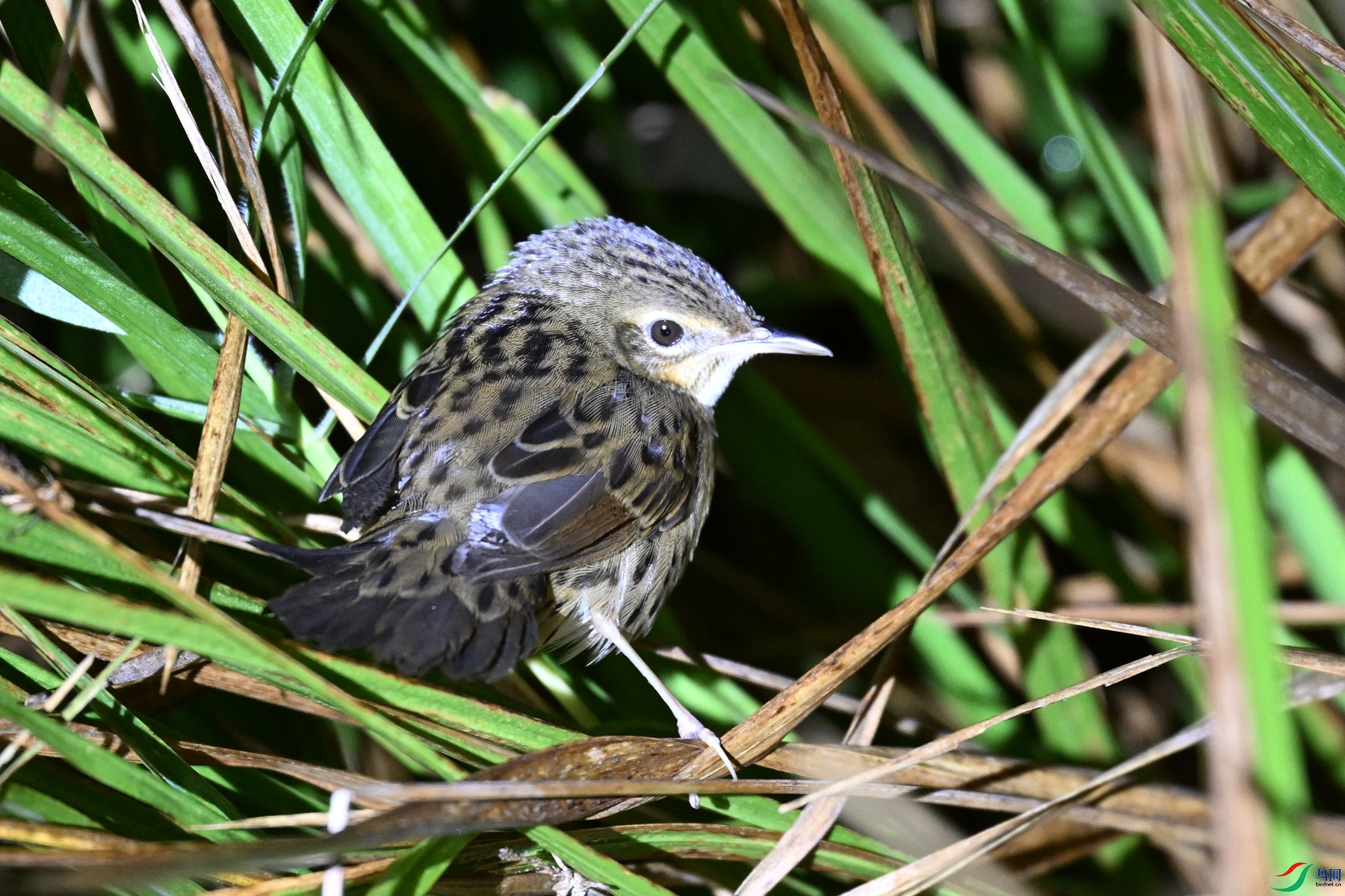 DSC_6917.JPG