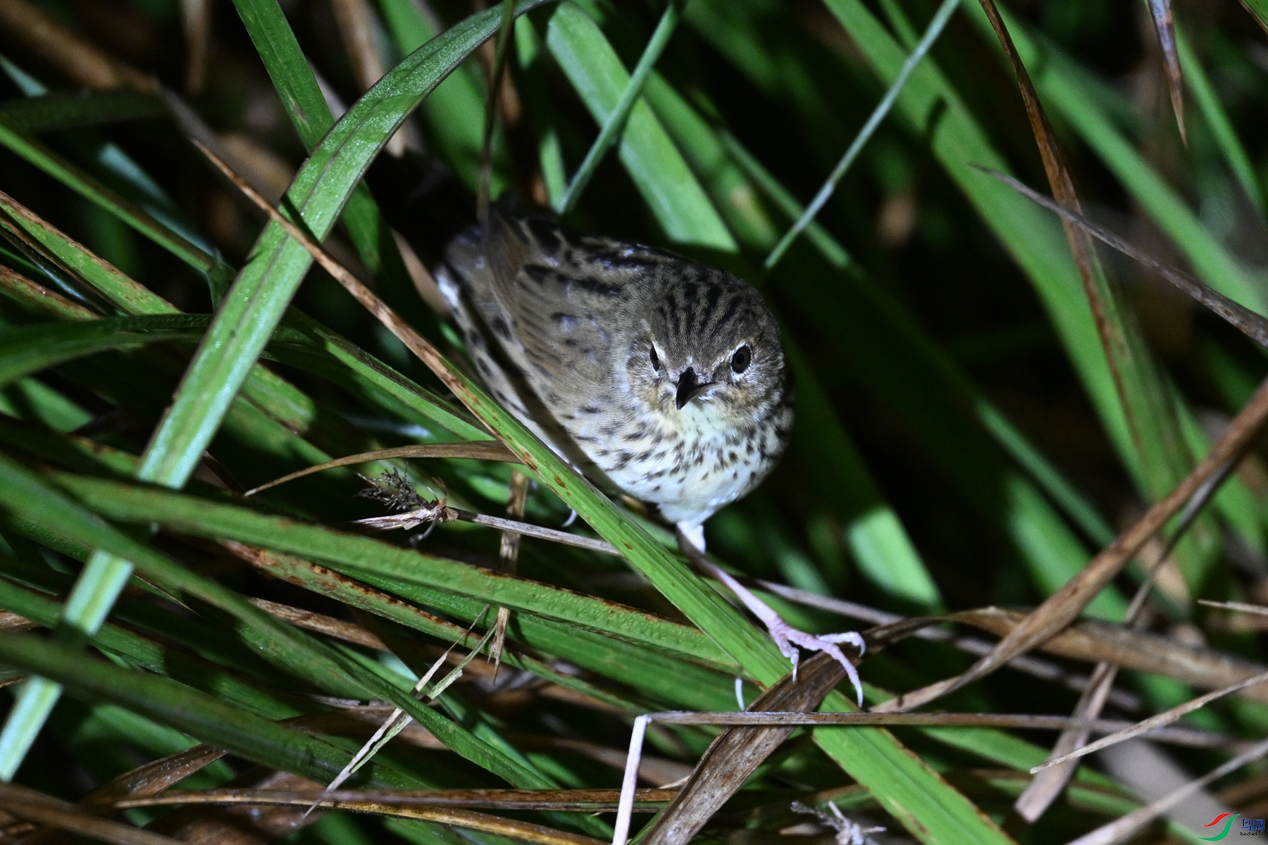 DSC_6928.JPG