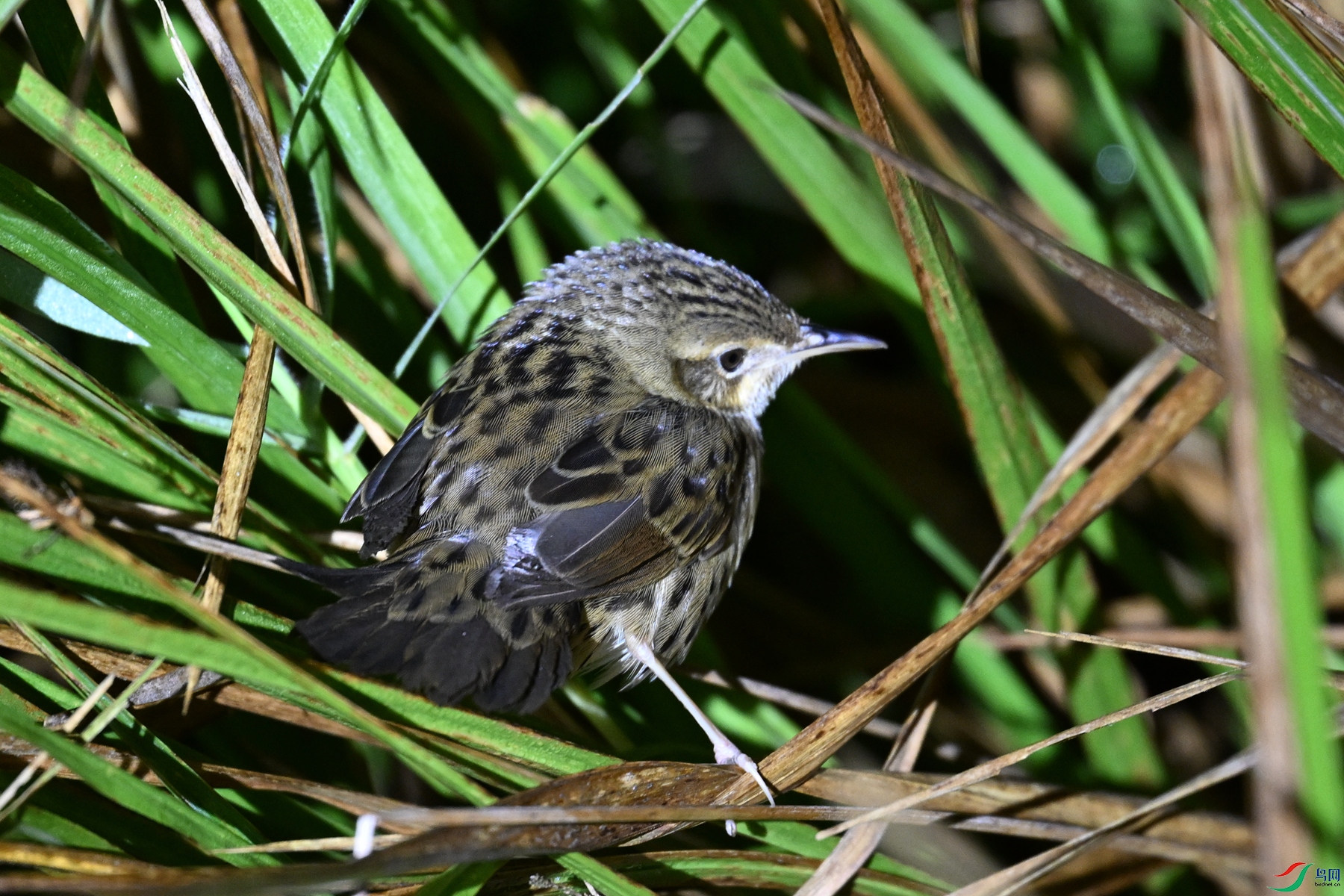 DSC_6919.JPG