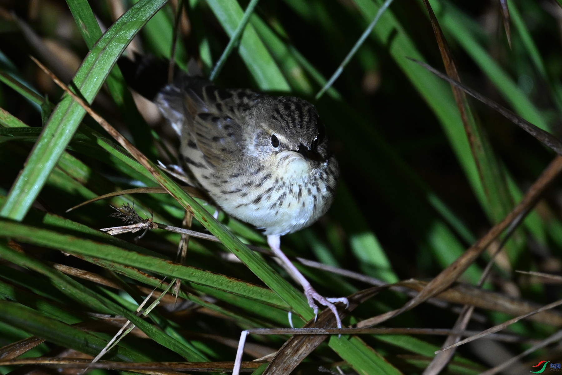DSC_6939.JPG
