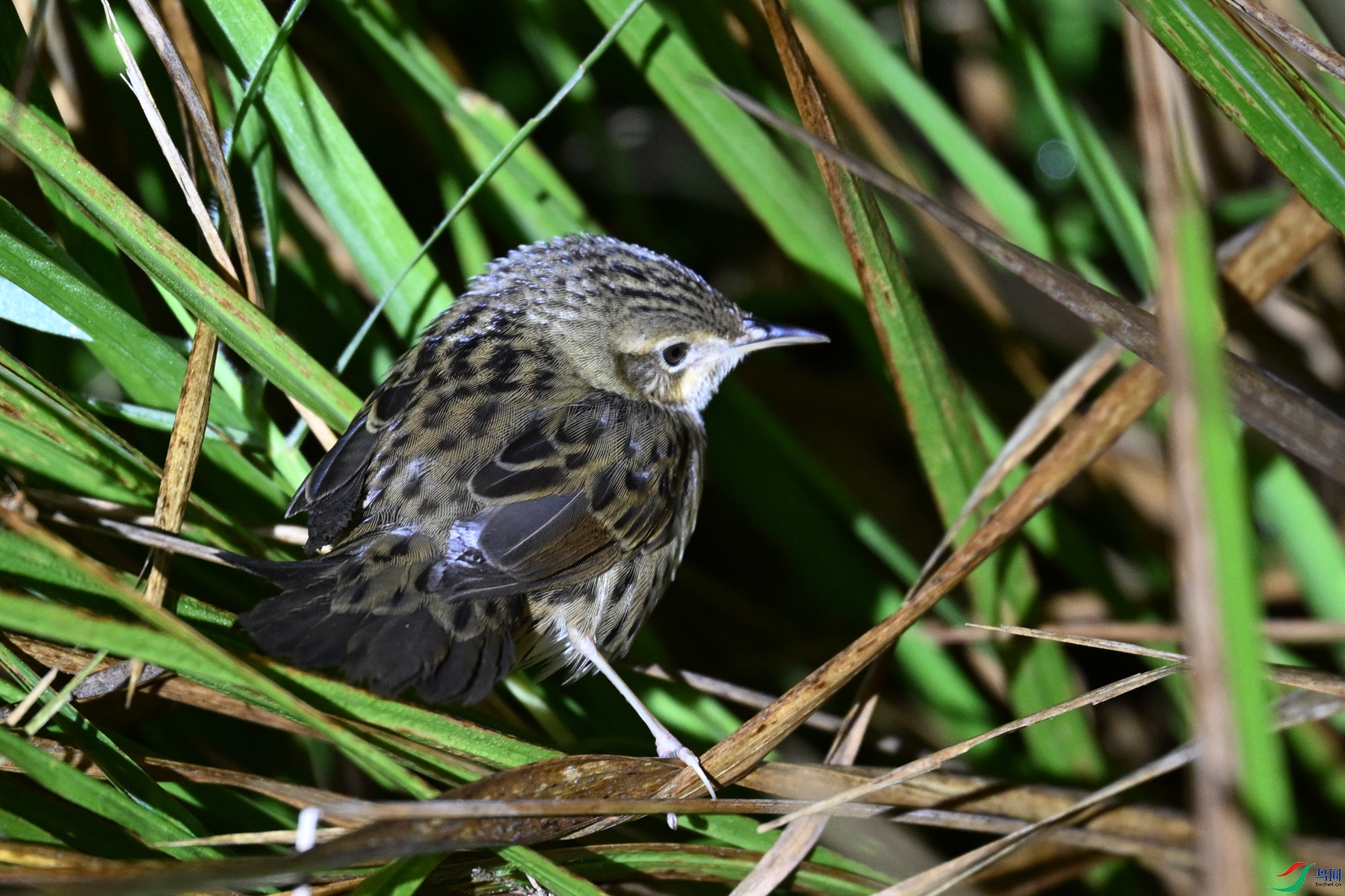 DSC_6920.JPG