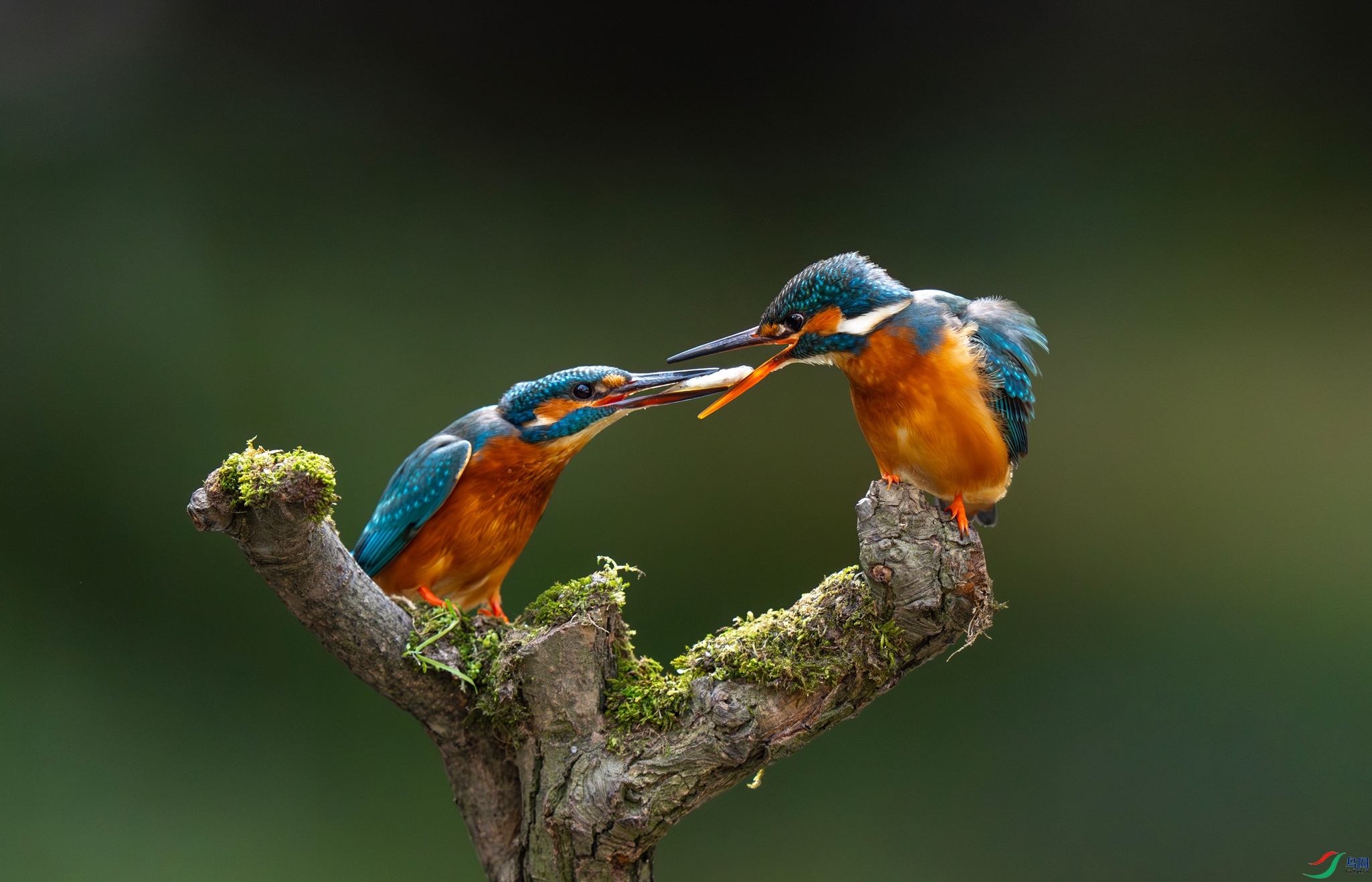 DSC07868 ����_����.jpg