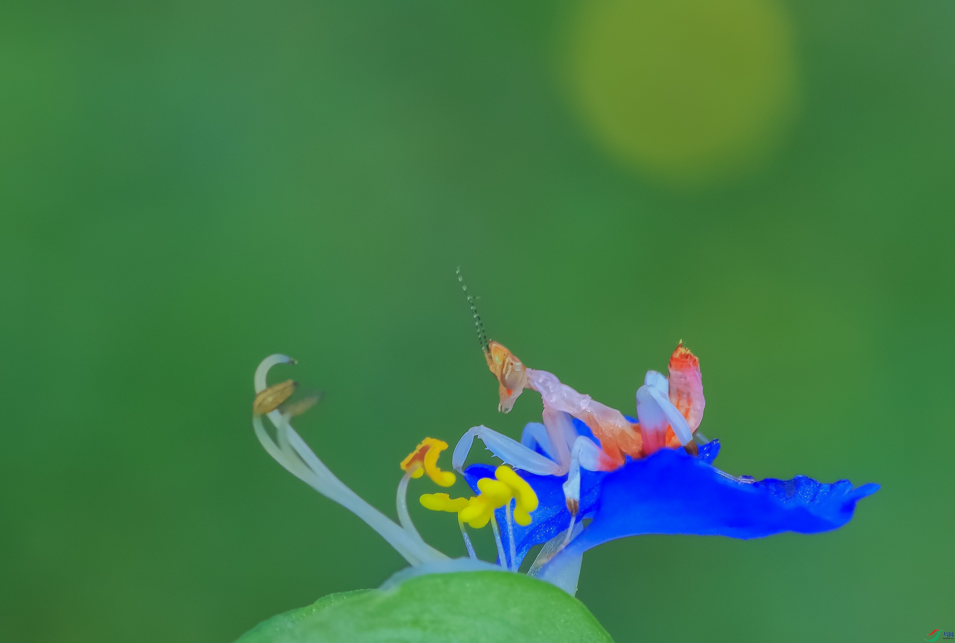 7T8A0380 ����.jpg
