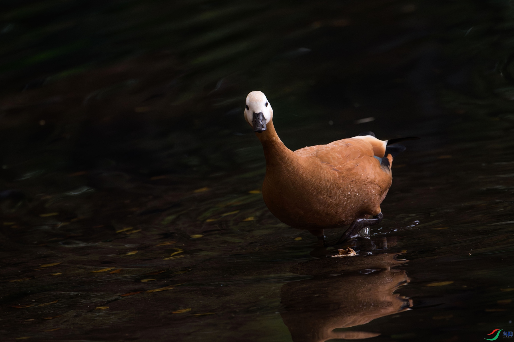 DSC_1789_����.jpg