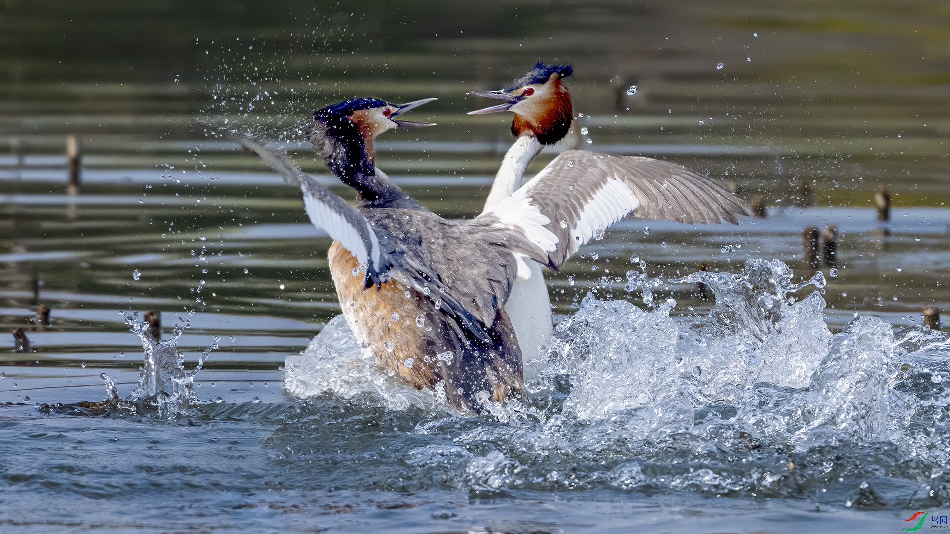 DSC_1028-.jpg