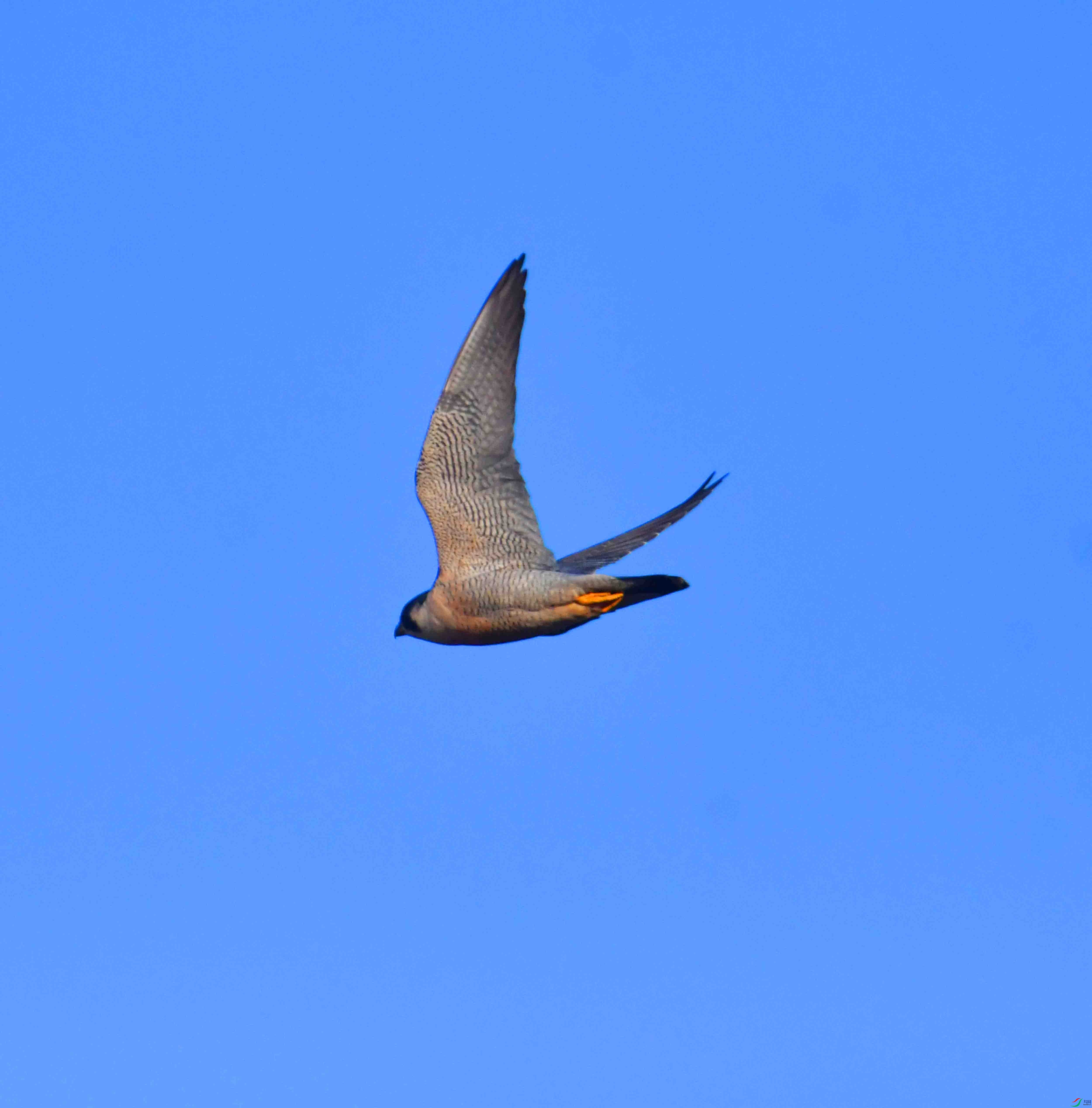 DSC_2241.JPG