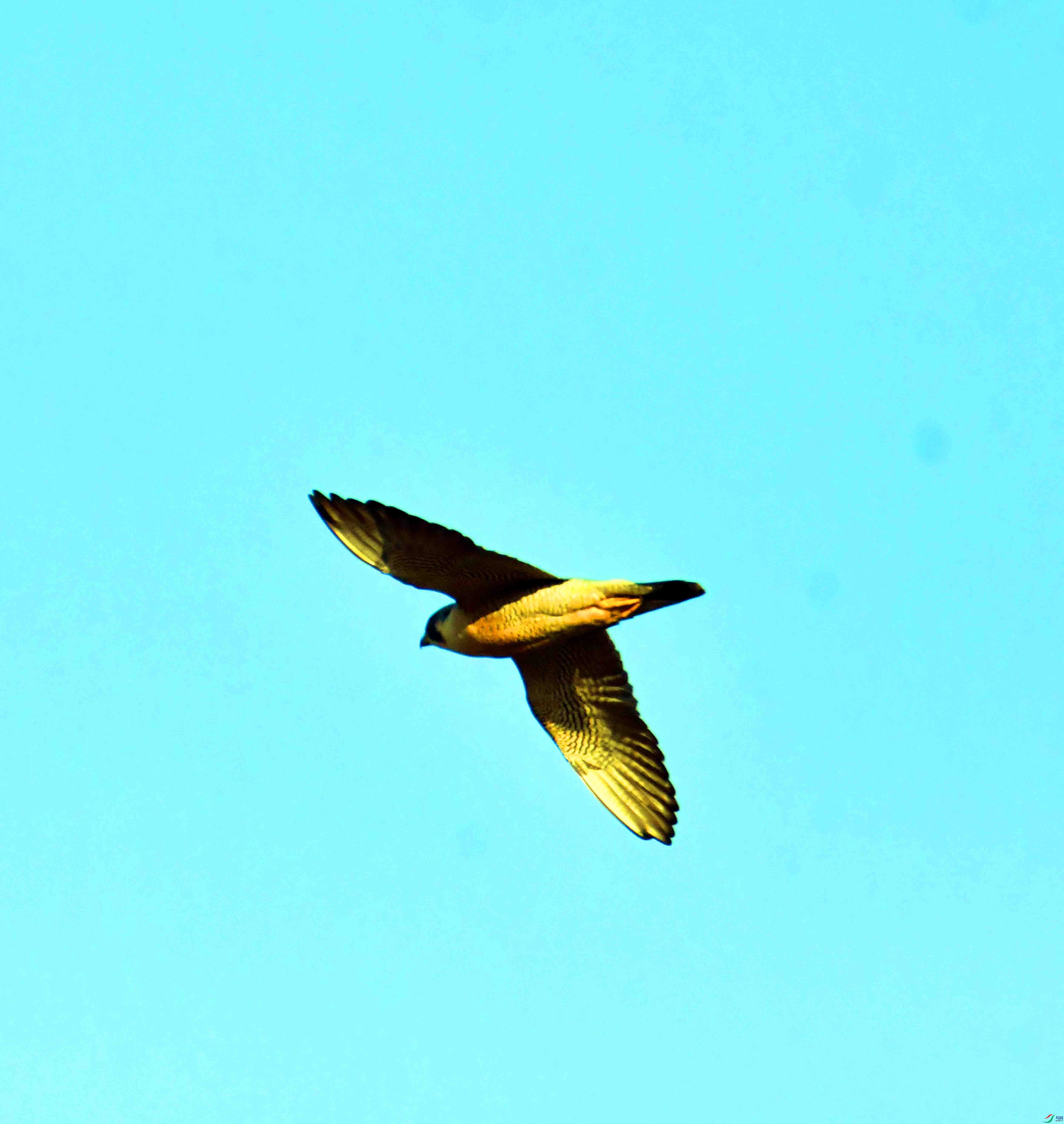 DSC_2240.JPG