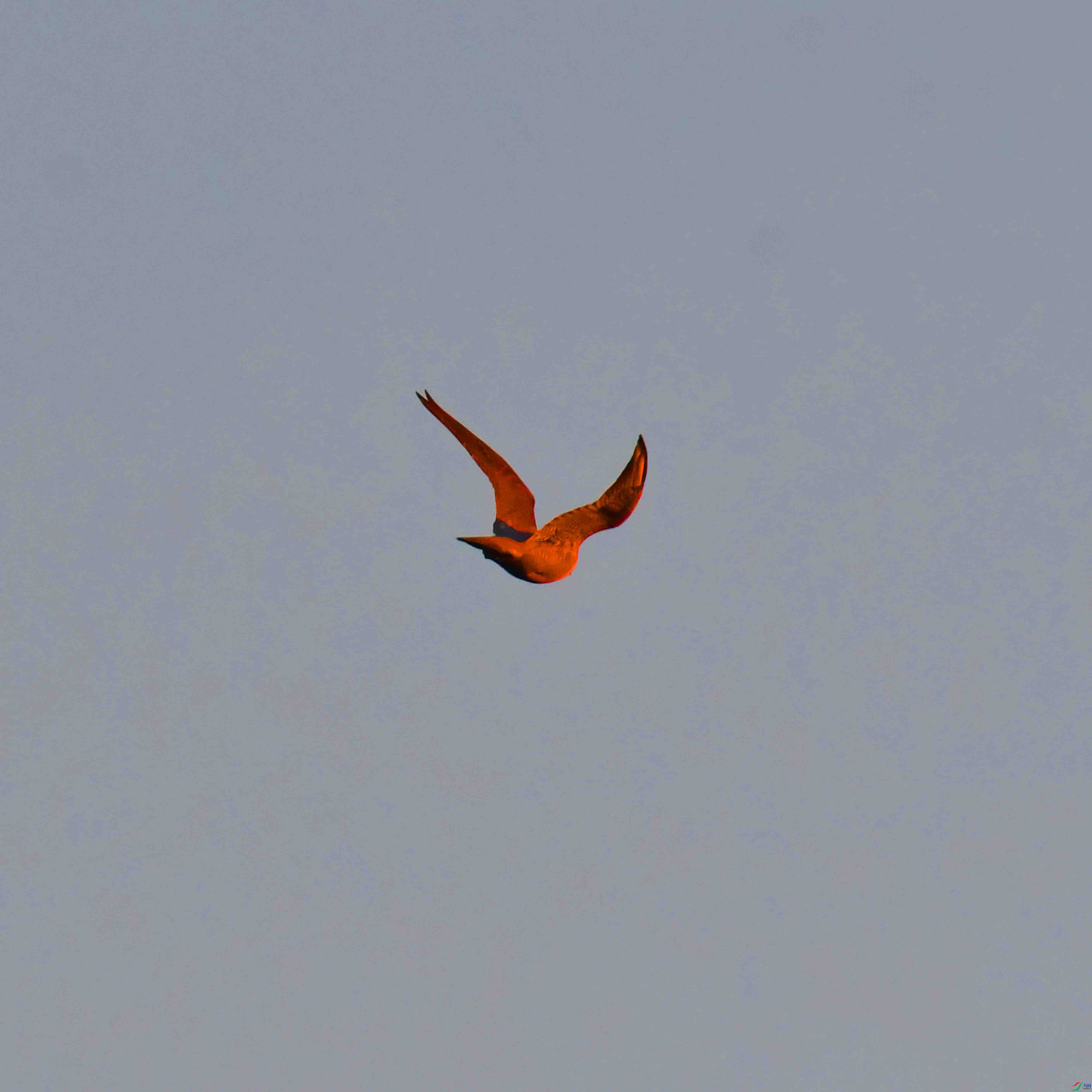 DSC_4103.JPG