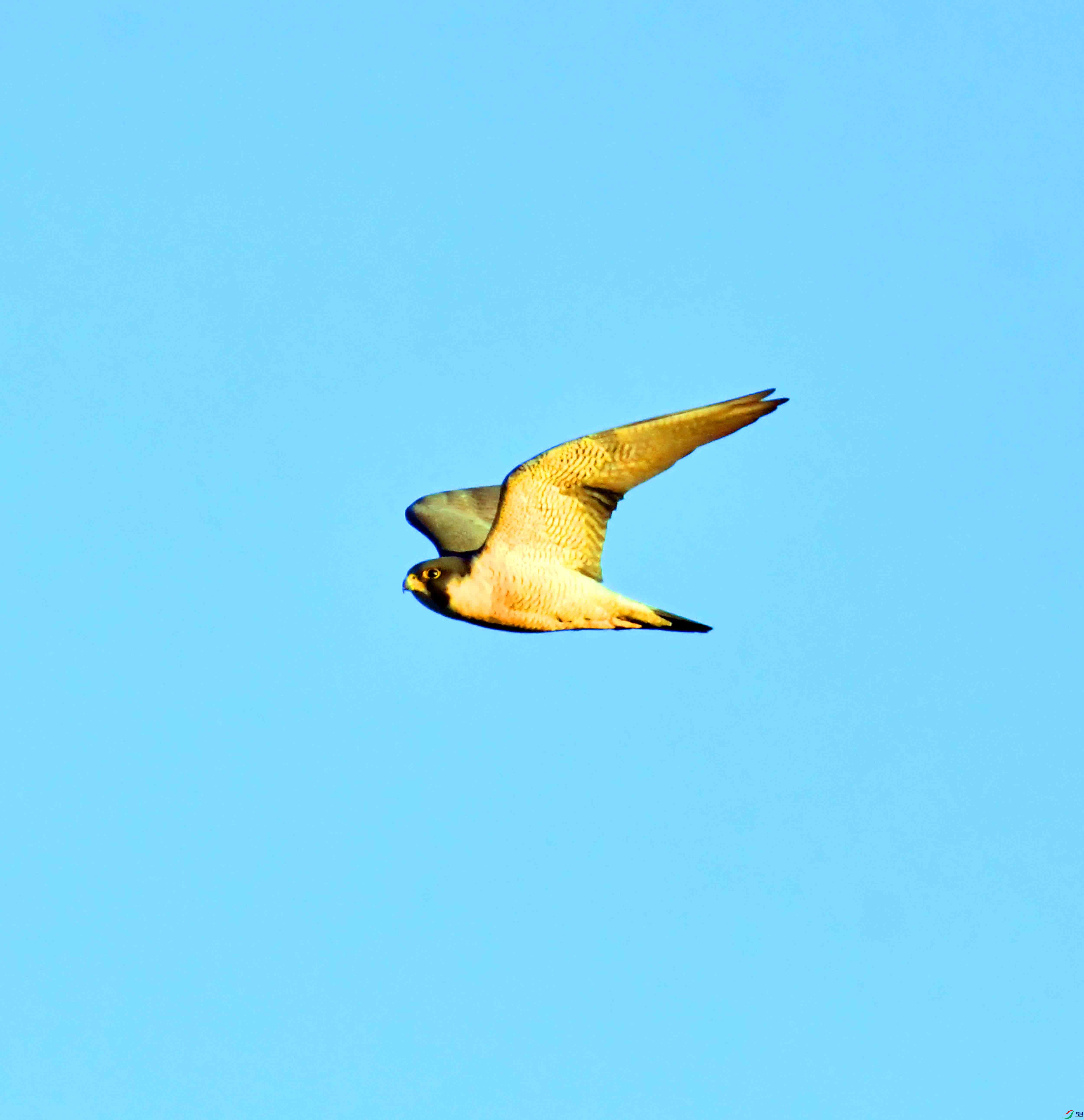 DSC_7739.JPG