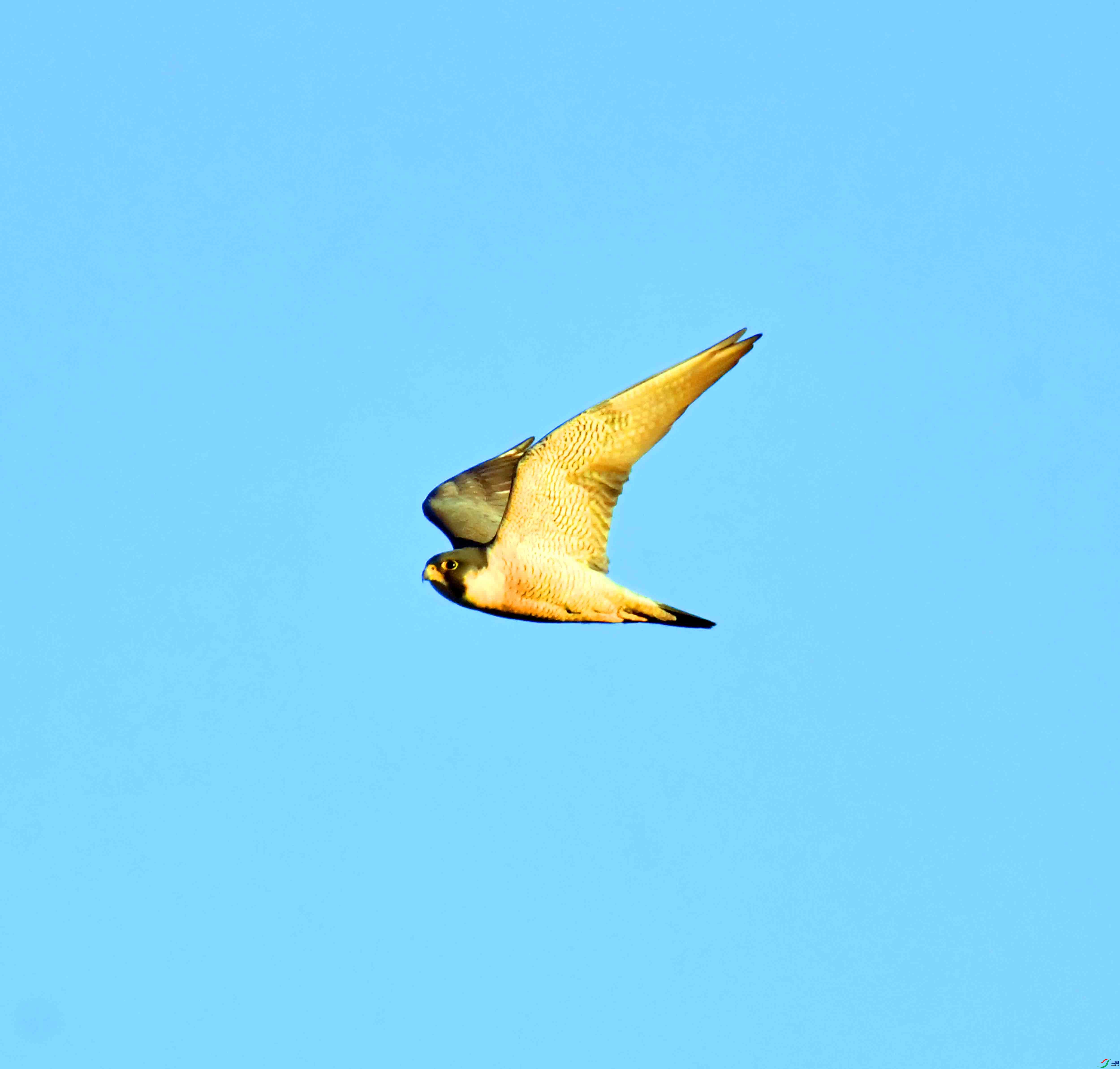 DSC_7741.JPG