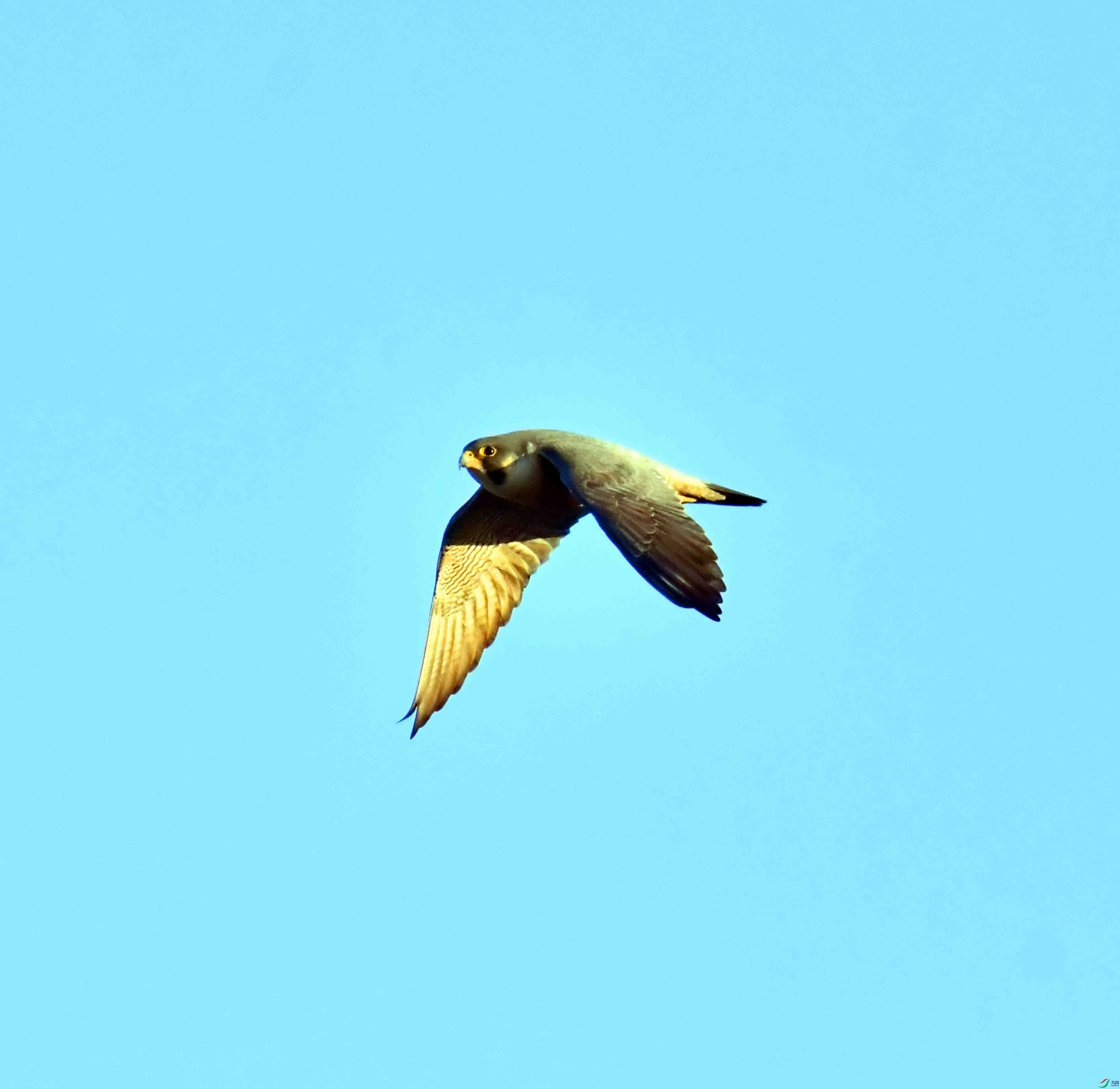 DSC_7740.JPG