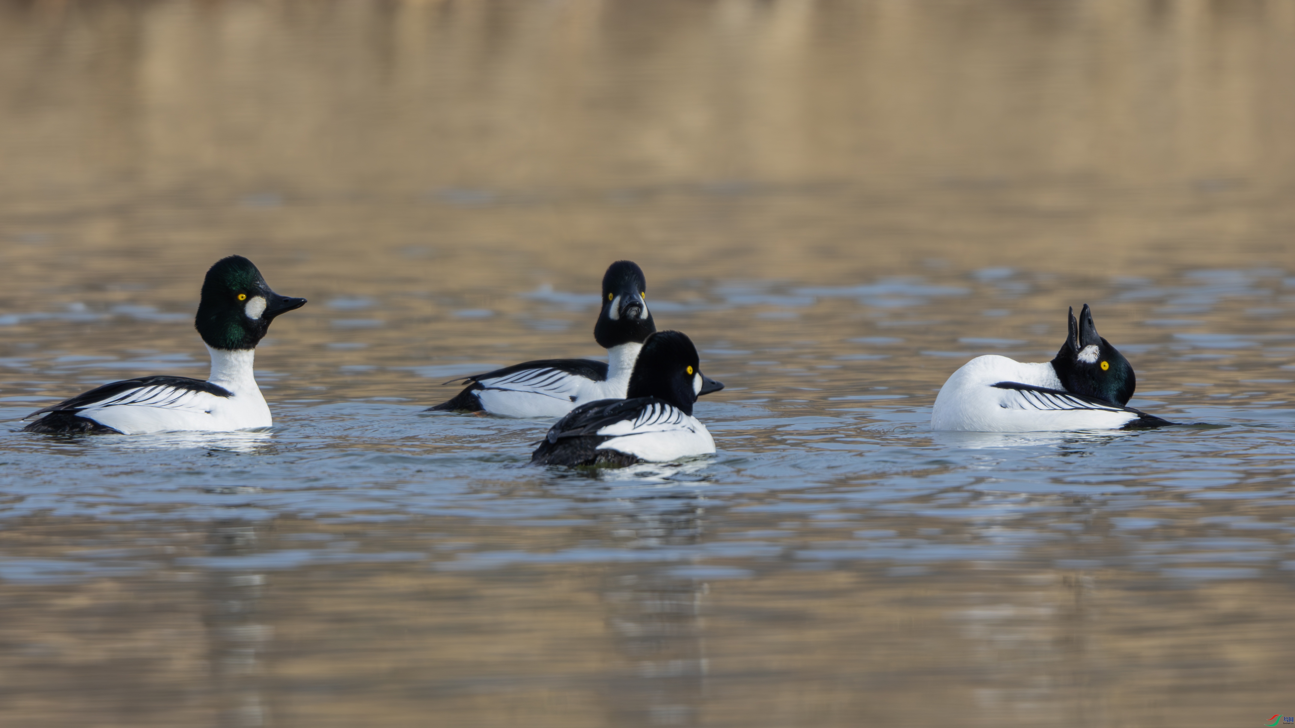 _O7A9133-����ǿ-NR ����.jpg