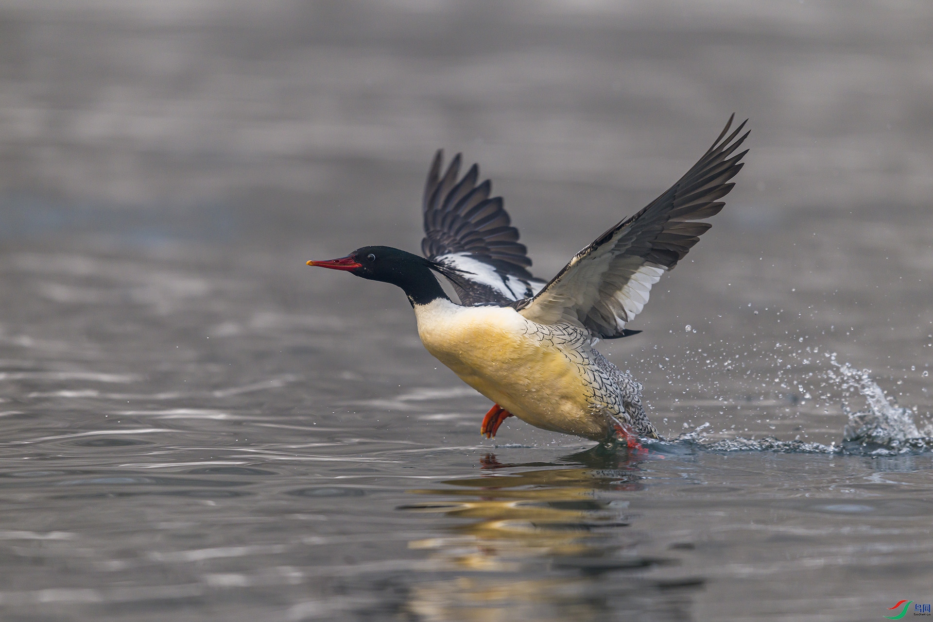 051A4223 ����n.jpg