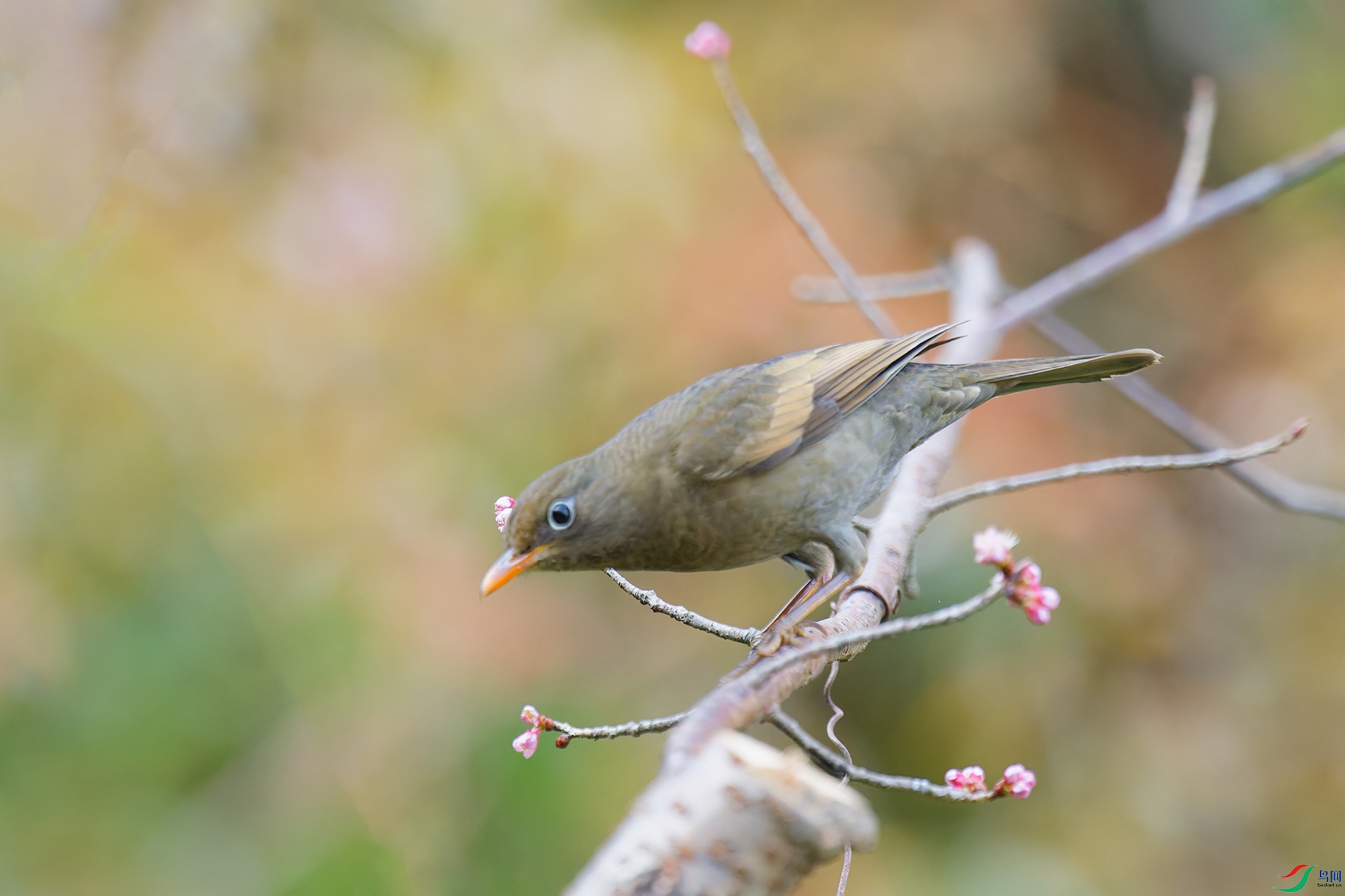 2DSC_6656_DxO_DxOa.jpg