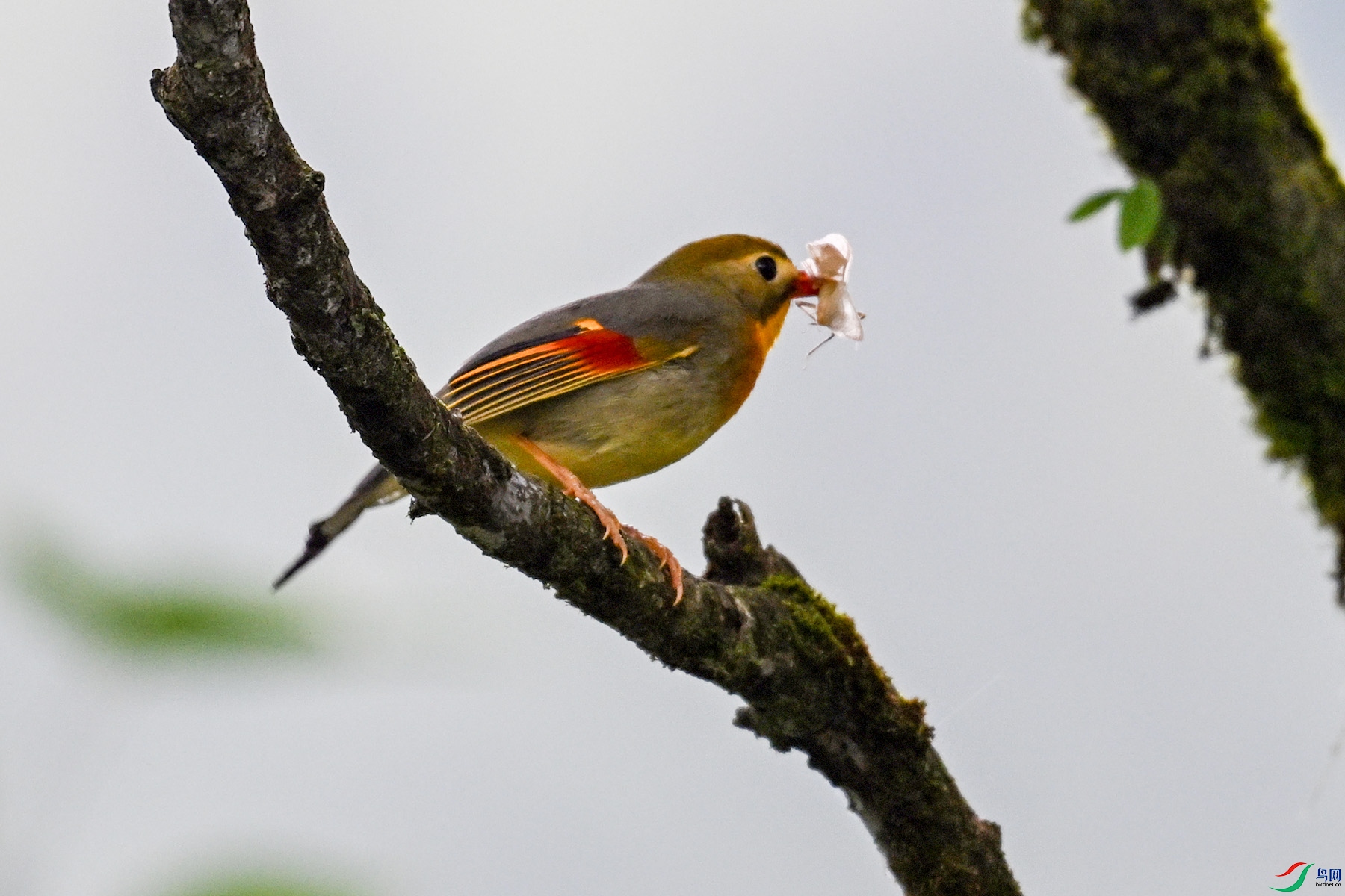 DSC_2879.JPG