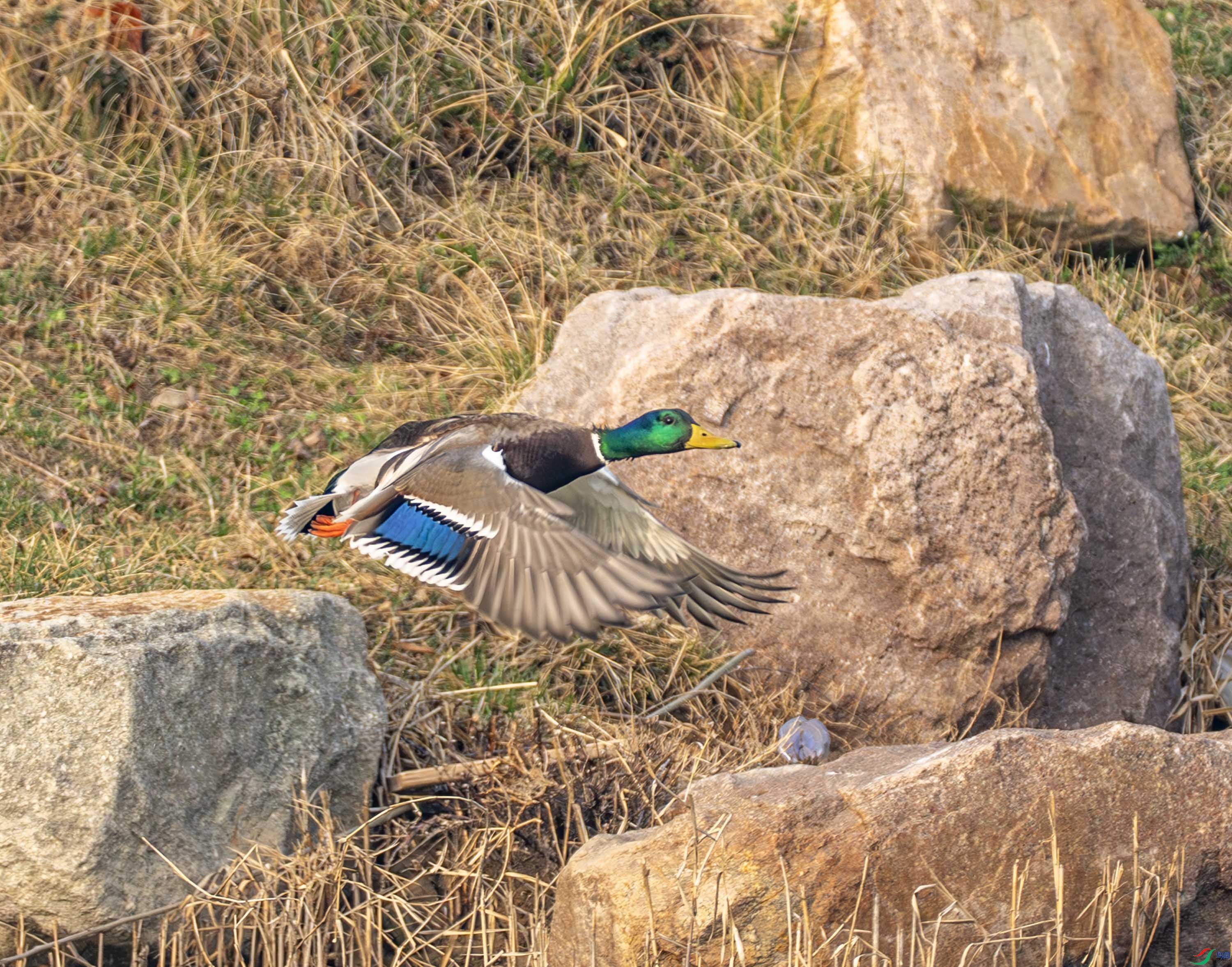 ��ͷѼ (1 - 42).jpg