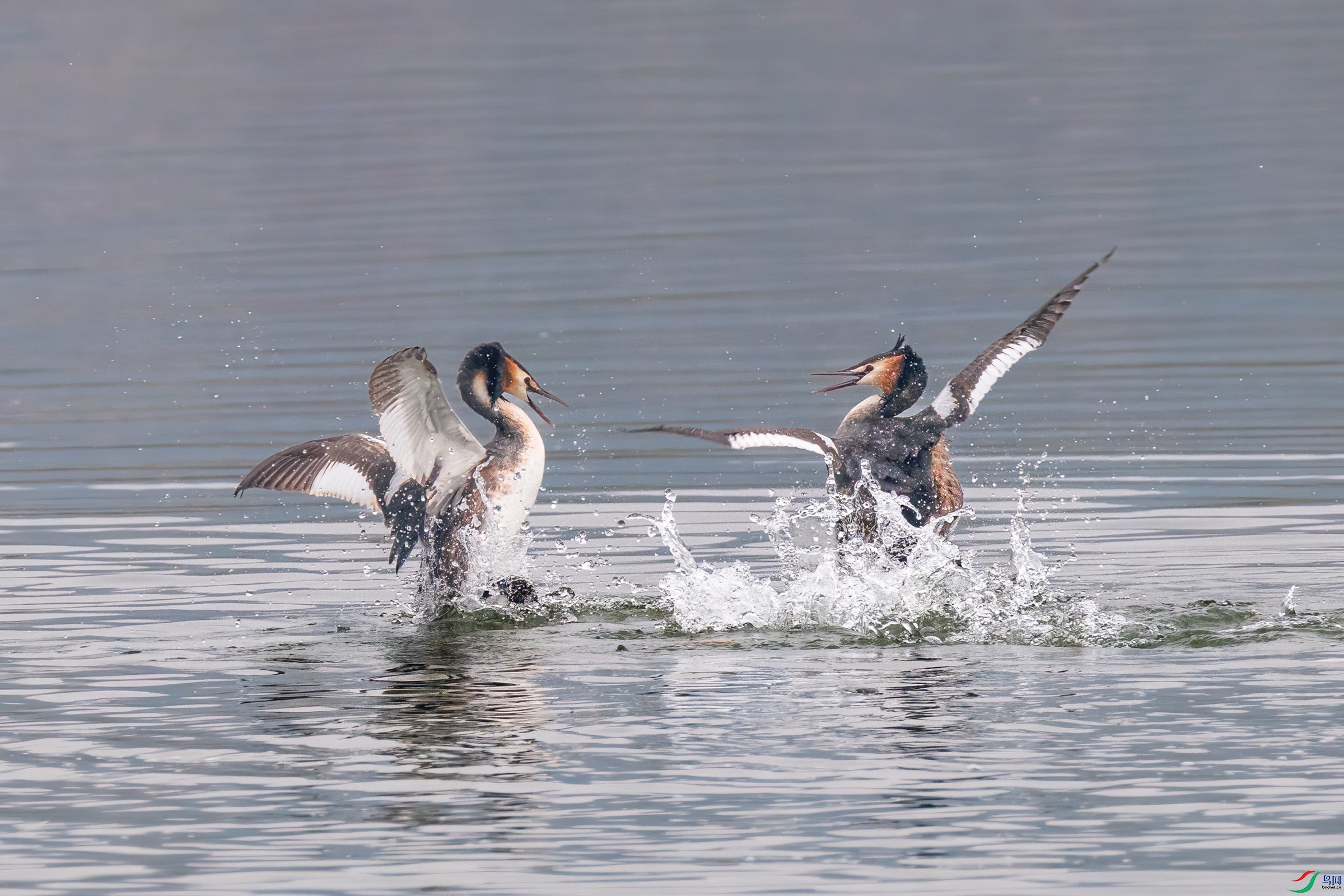 DSC_3936.jpg