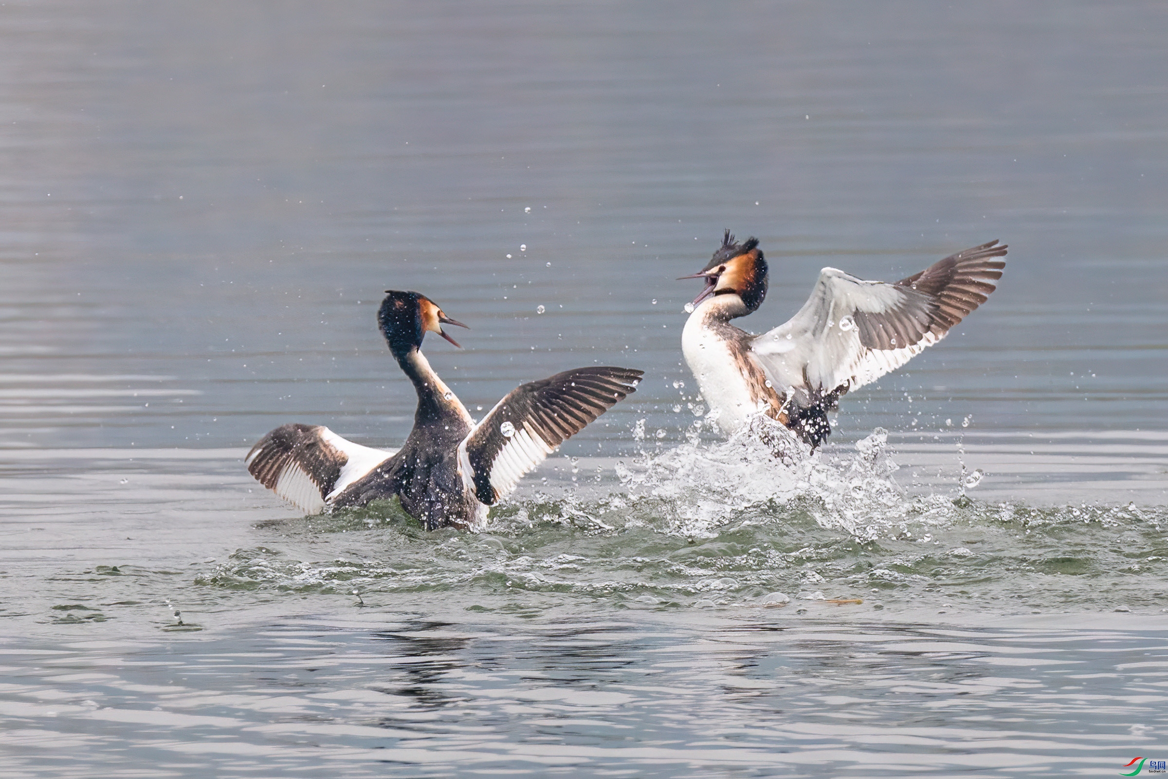 DSC_3953.jpg