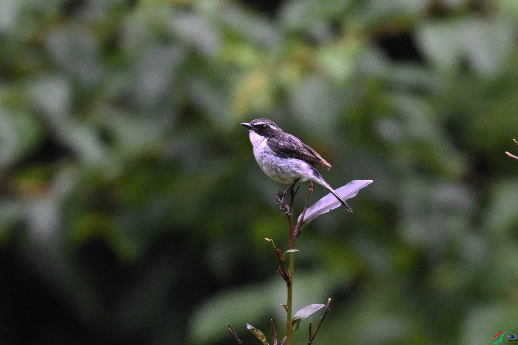 DSC_2587.JPG