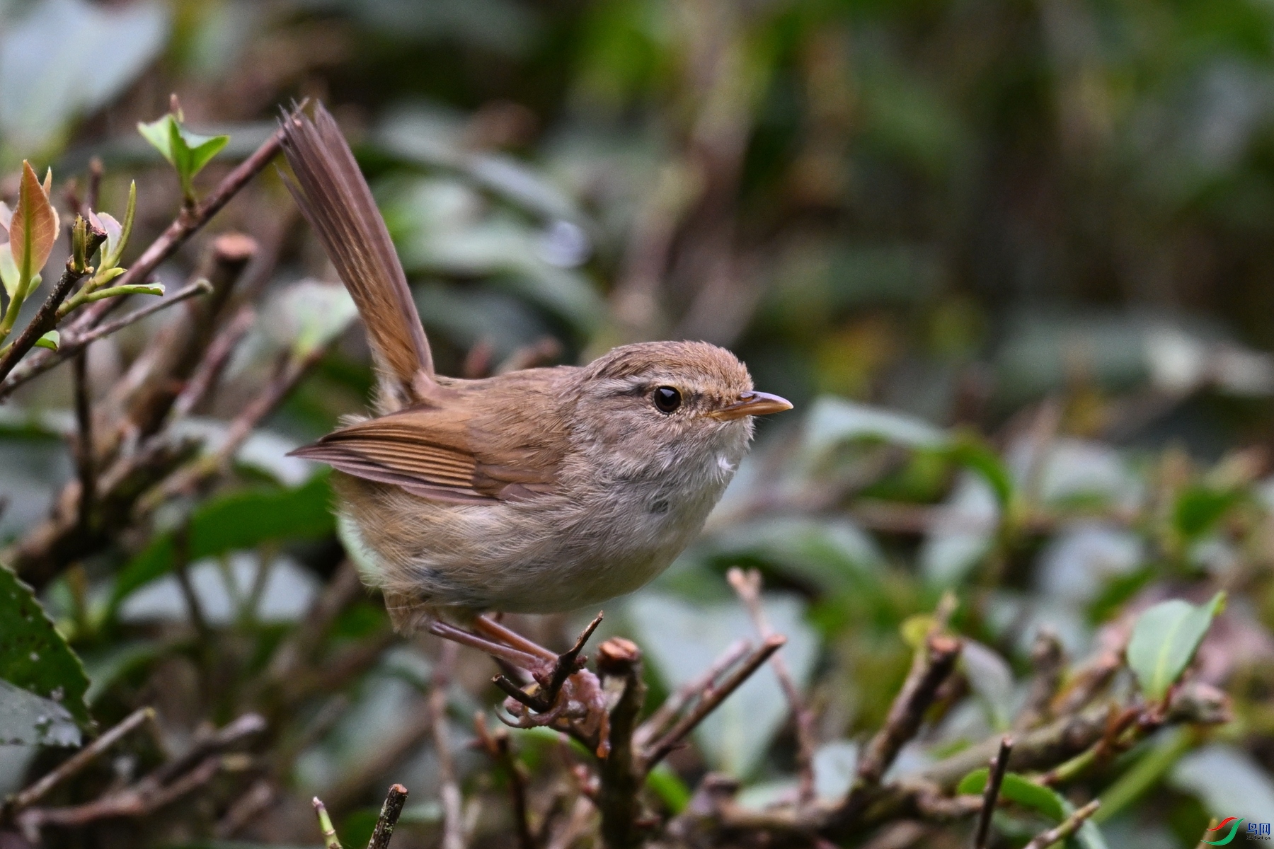 DSC_2697.JPG
