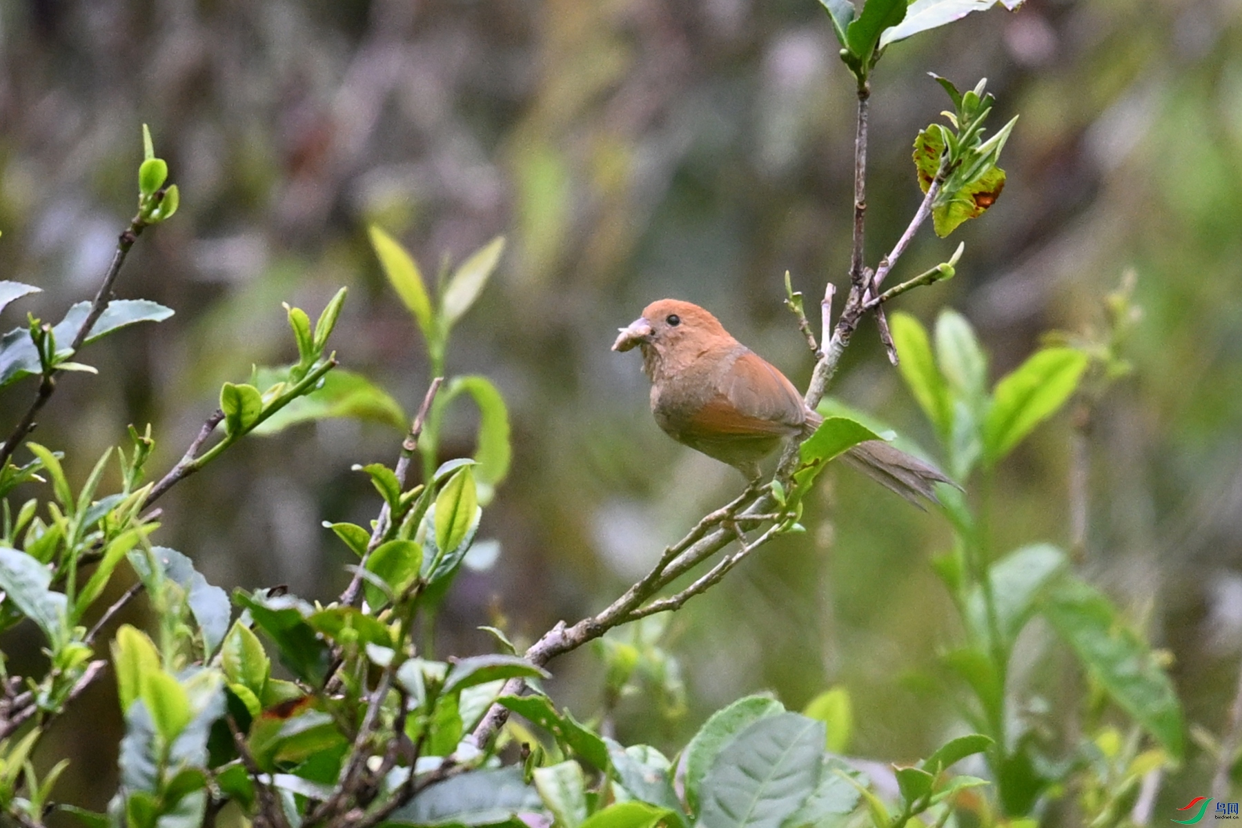 DSC_2735.JPG