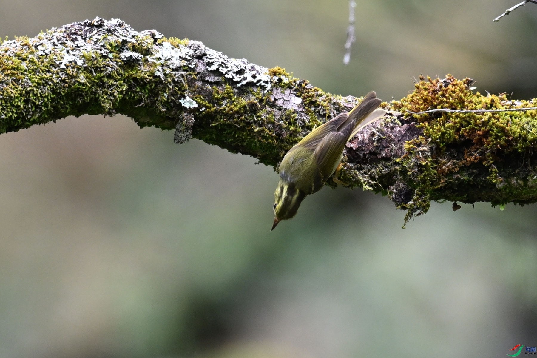DSC_2978.JPG