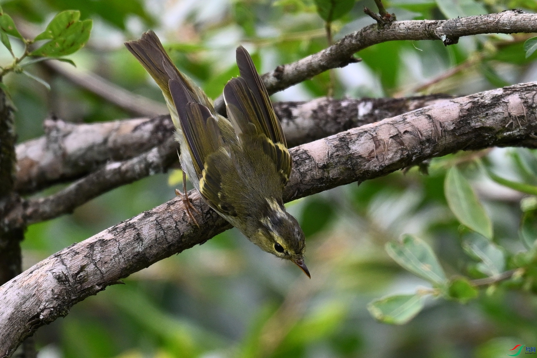 DSC_3335.JPG